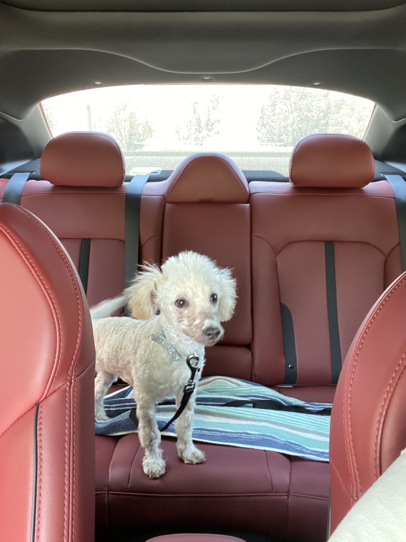 Maltipoo for sale