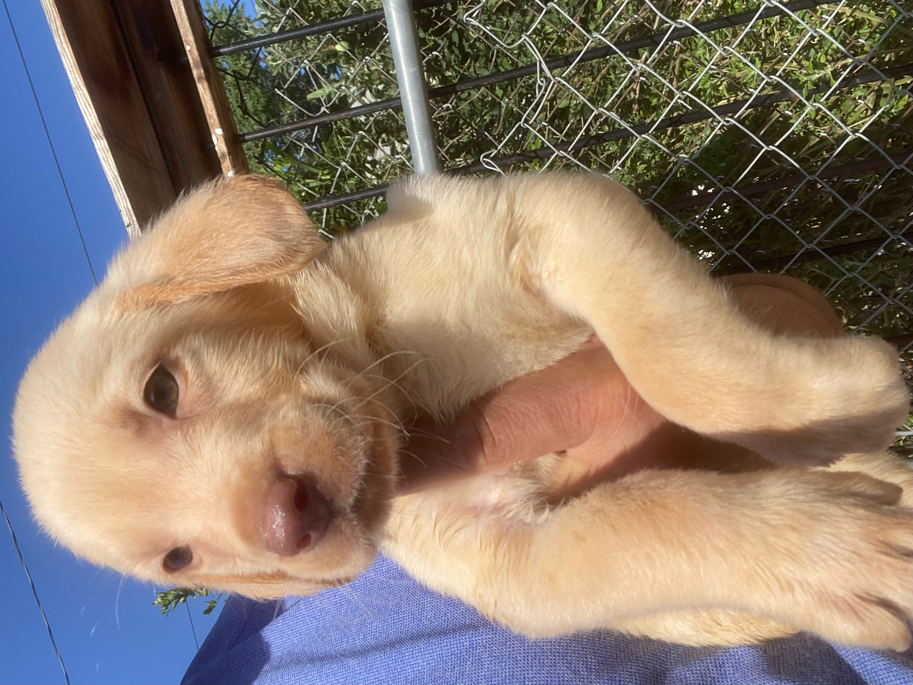 hazel eyes lab puppy