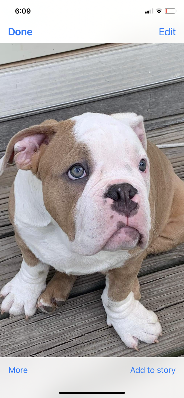 English bulldog