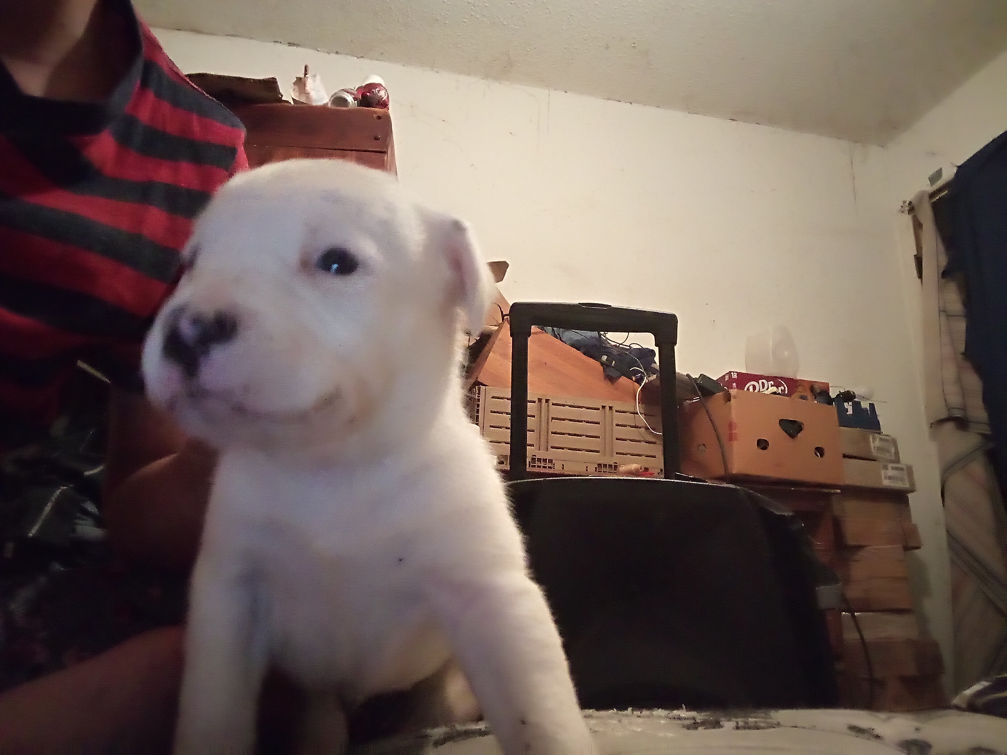 Pitbull