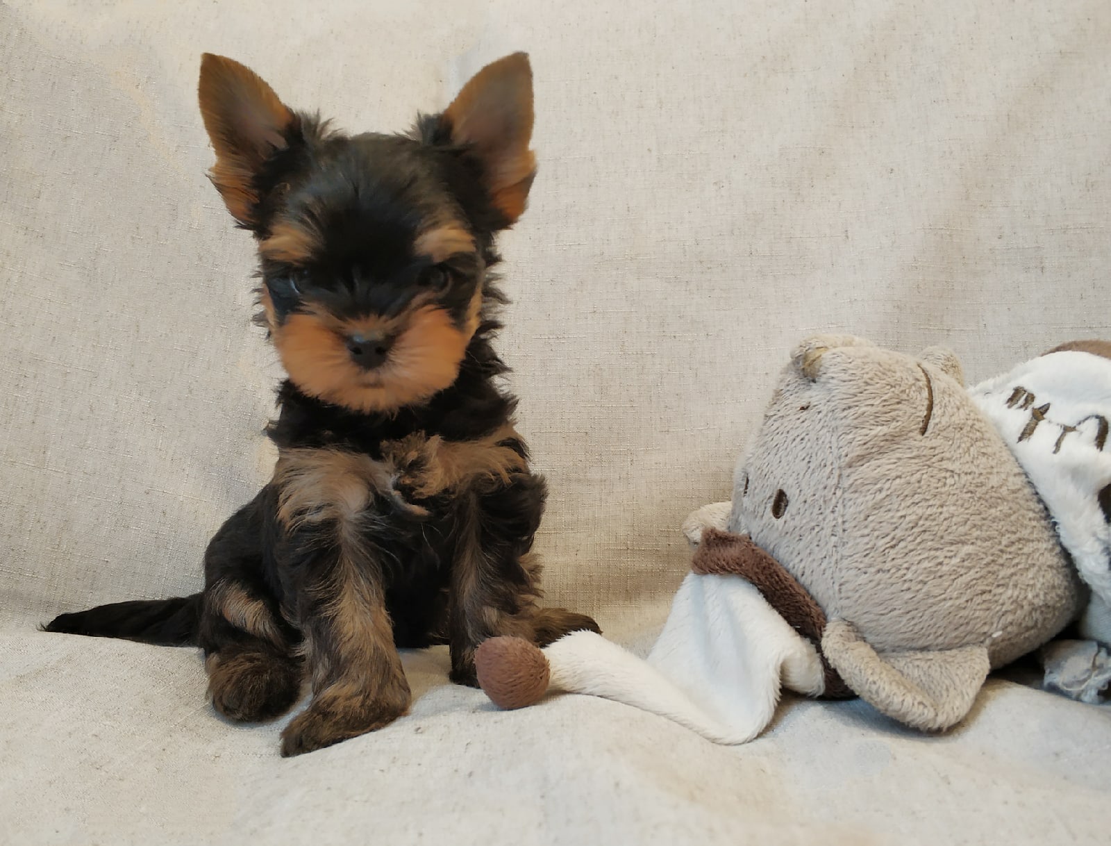 Female Yorkie looking for loving home