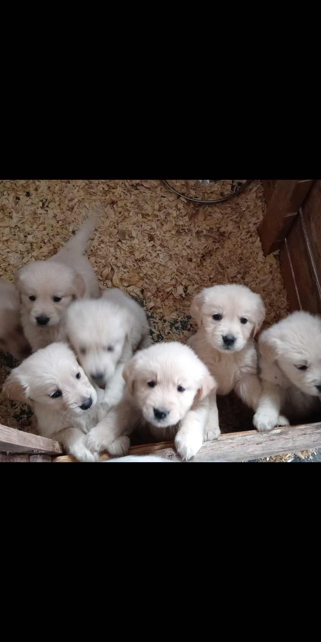Golden Retriever Puppies