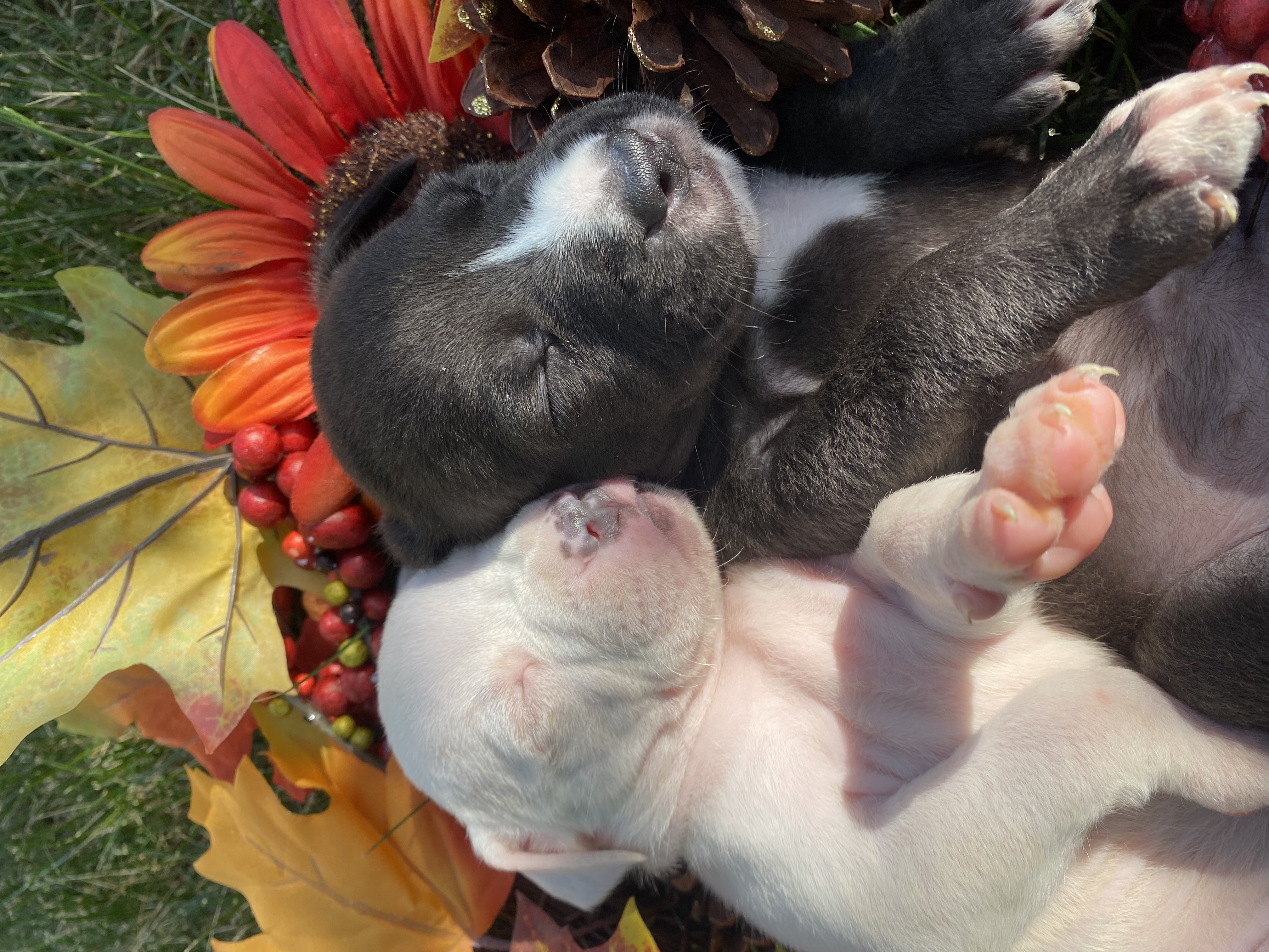 Pitbull puppies