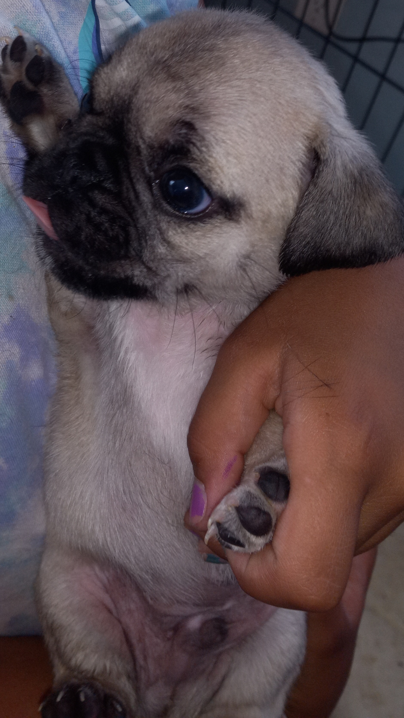 Purebred pugs