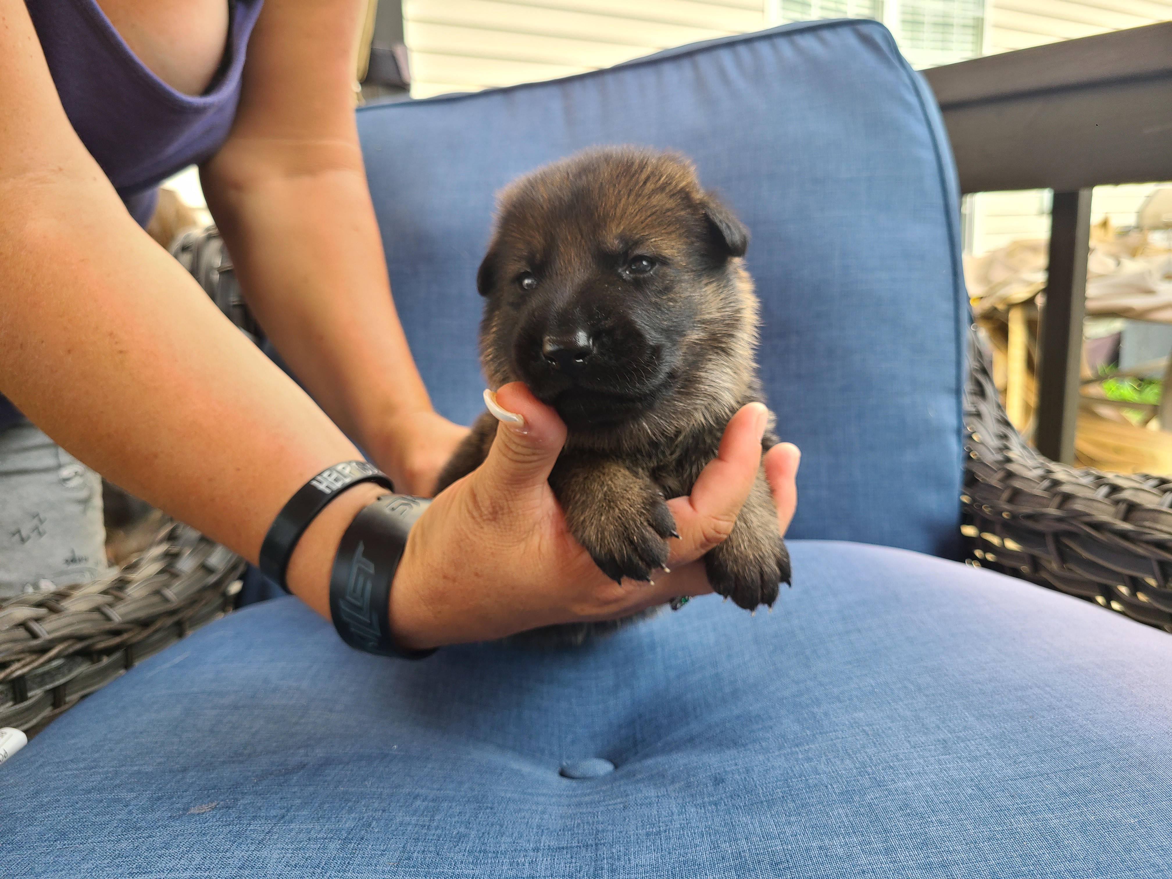 German shepherd puppies