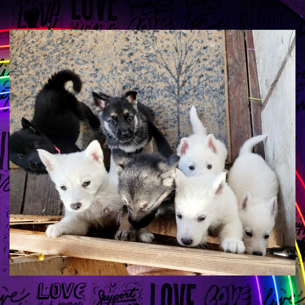 Puppies!!