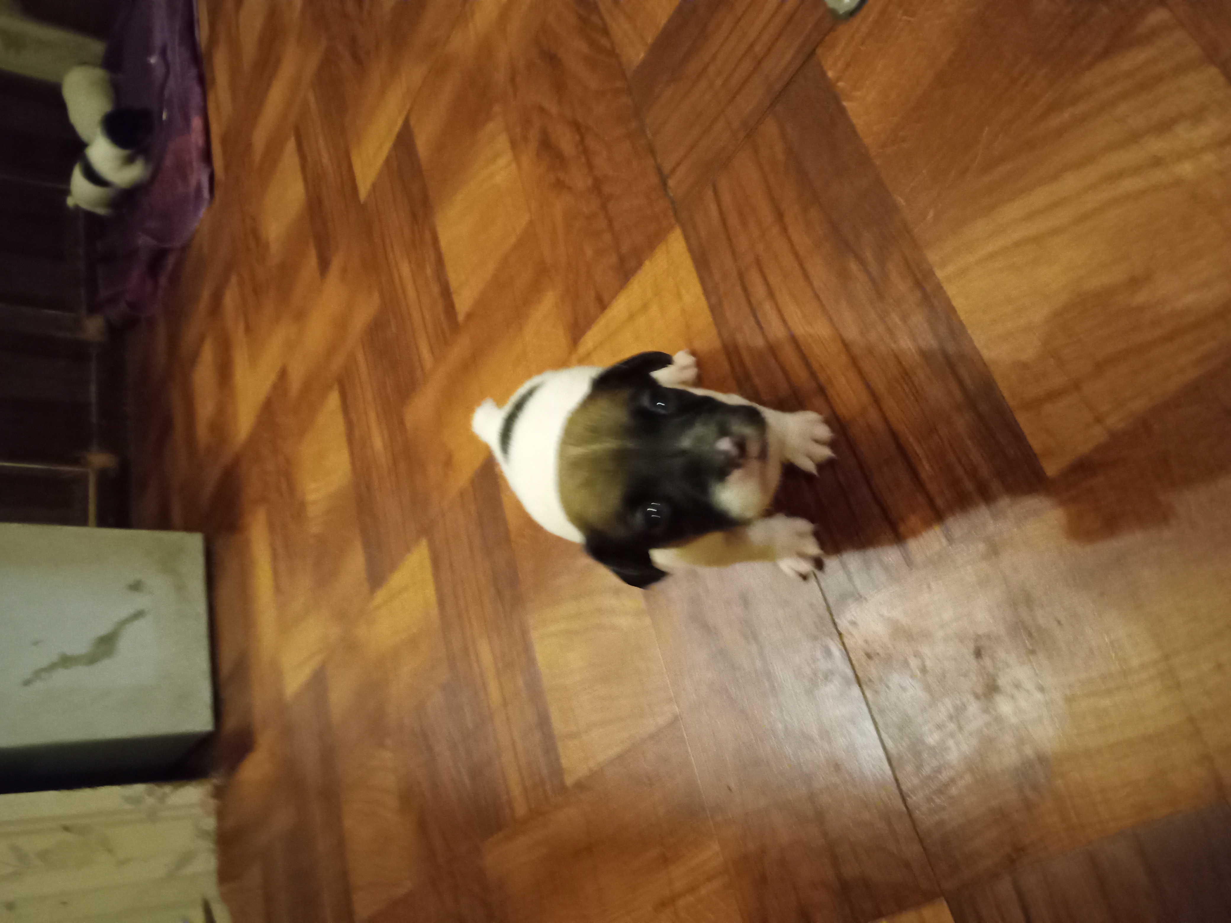 Registered Jack Russell Terriers Puppies