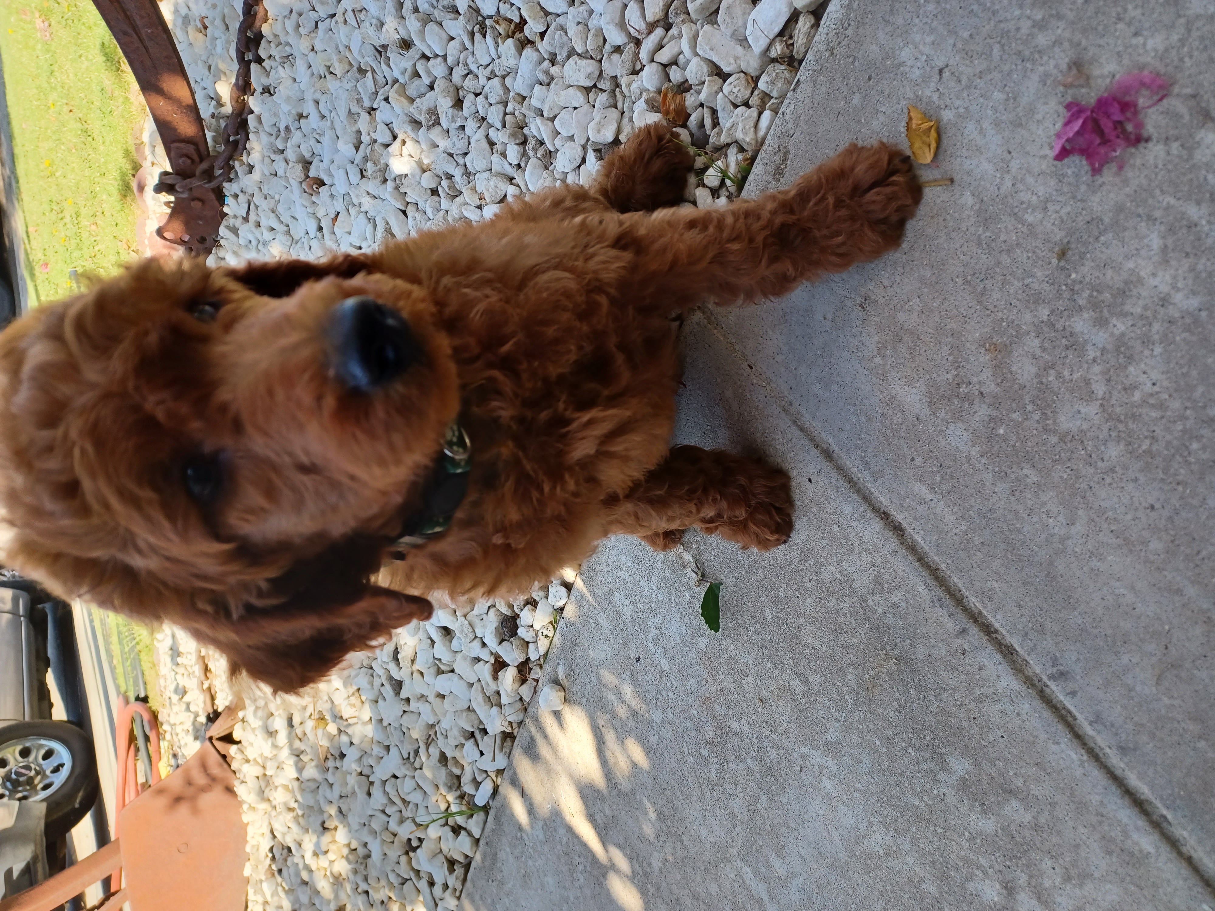 Red Standard Poodles