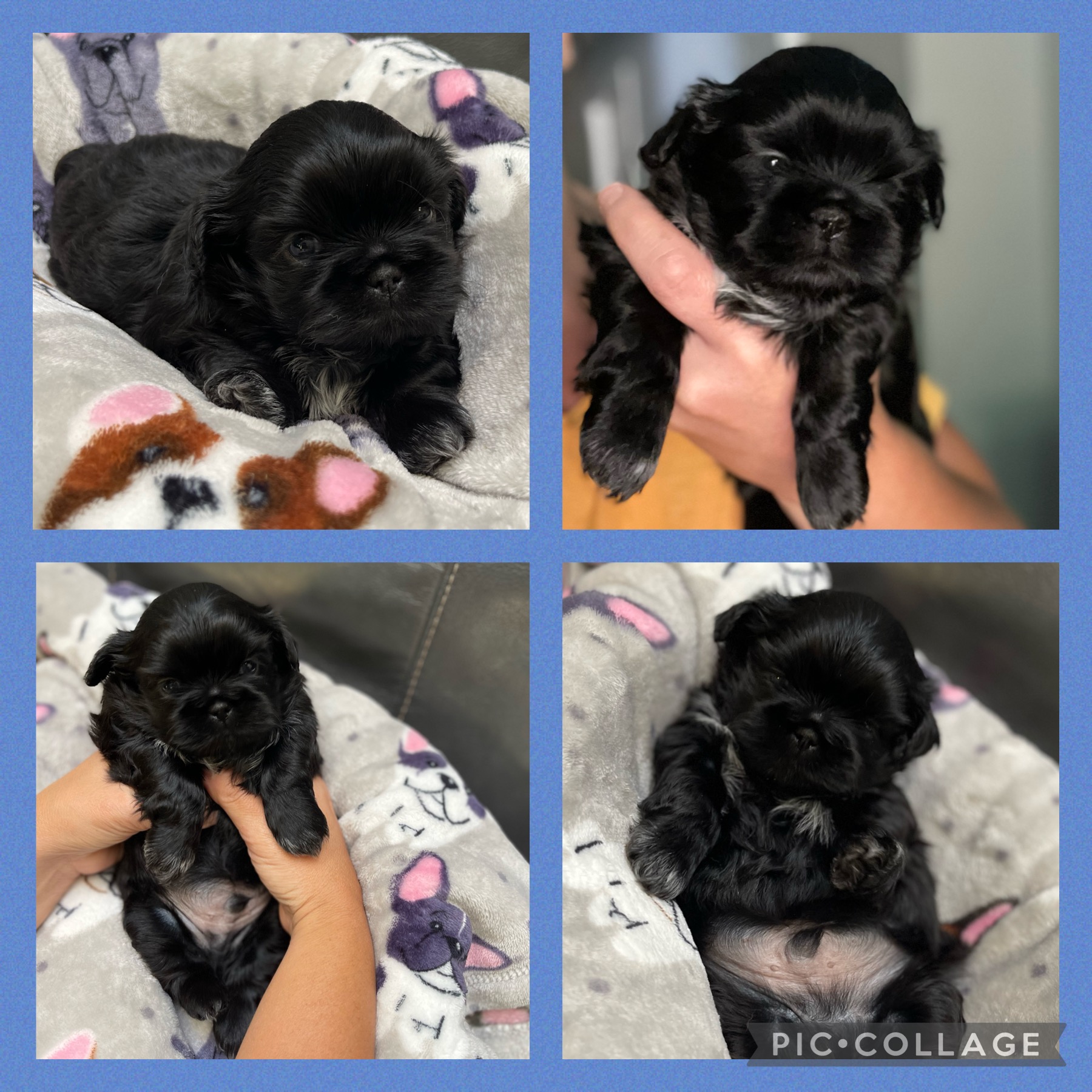 Beautiful Purebred Shih Tzu 1 boy & 1 girl available