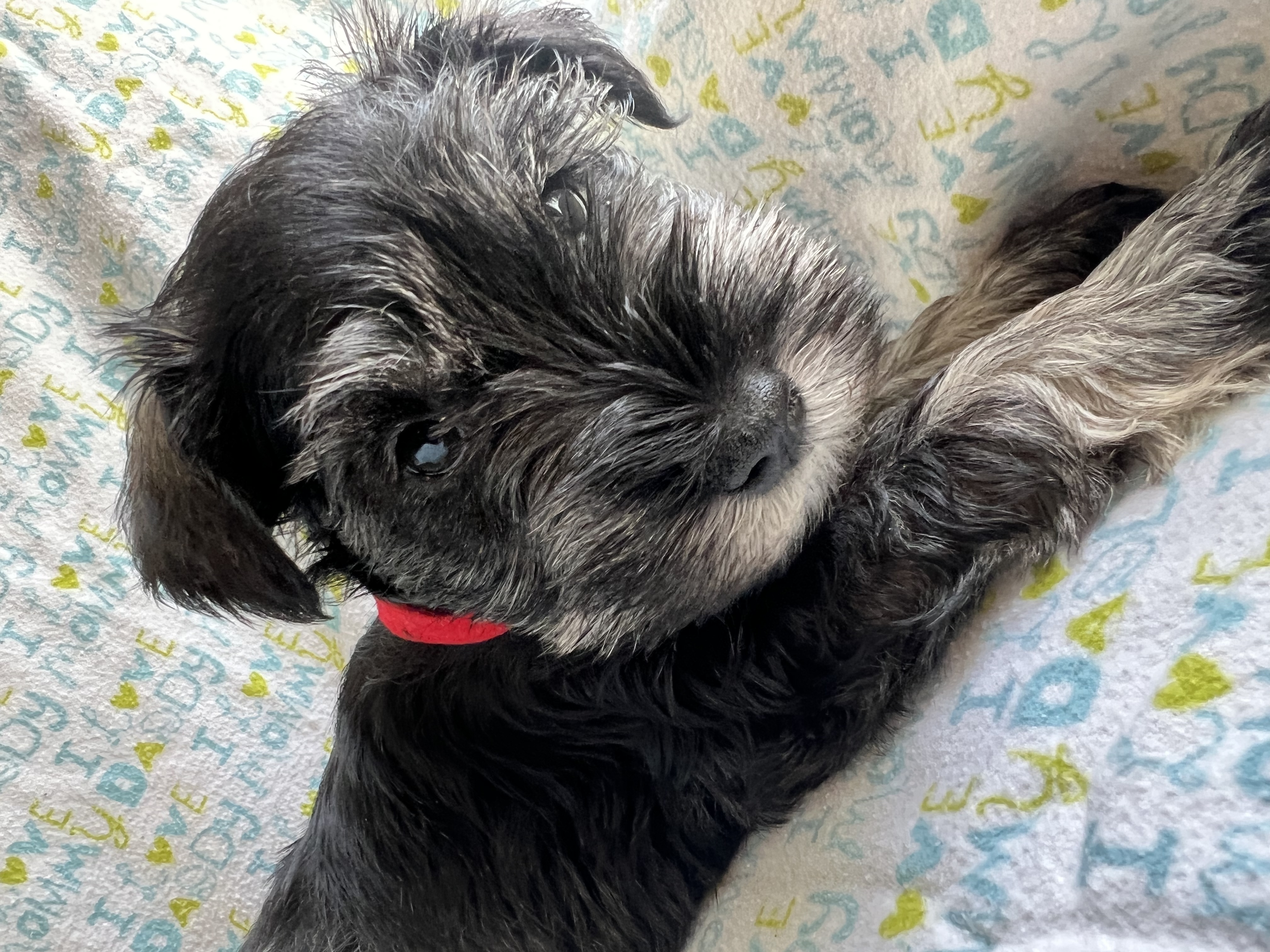 Akc miniature schnauzers
