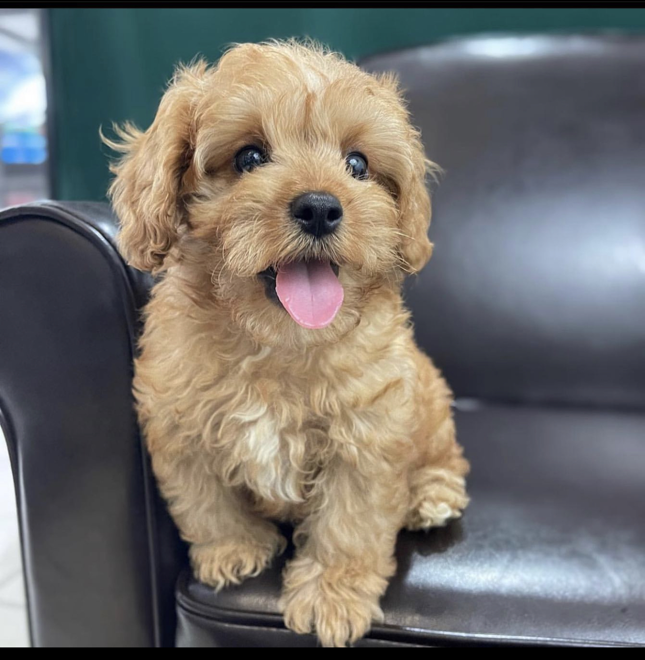 Cavapoo F1 puppy