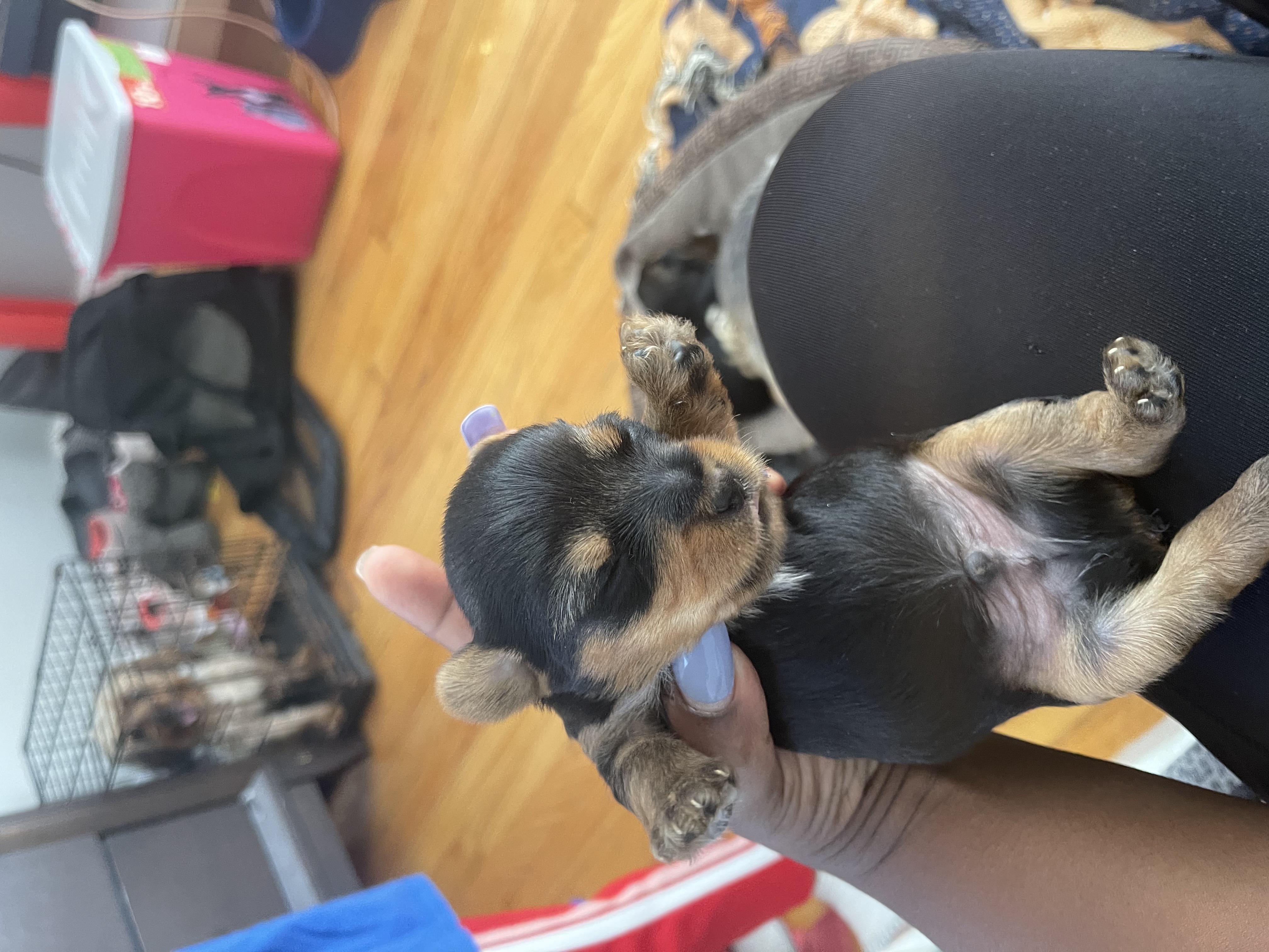 Yorkie for sale