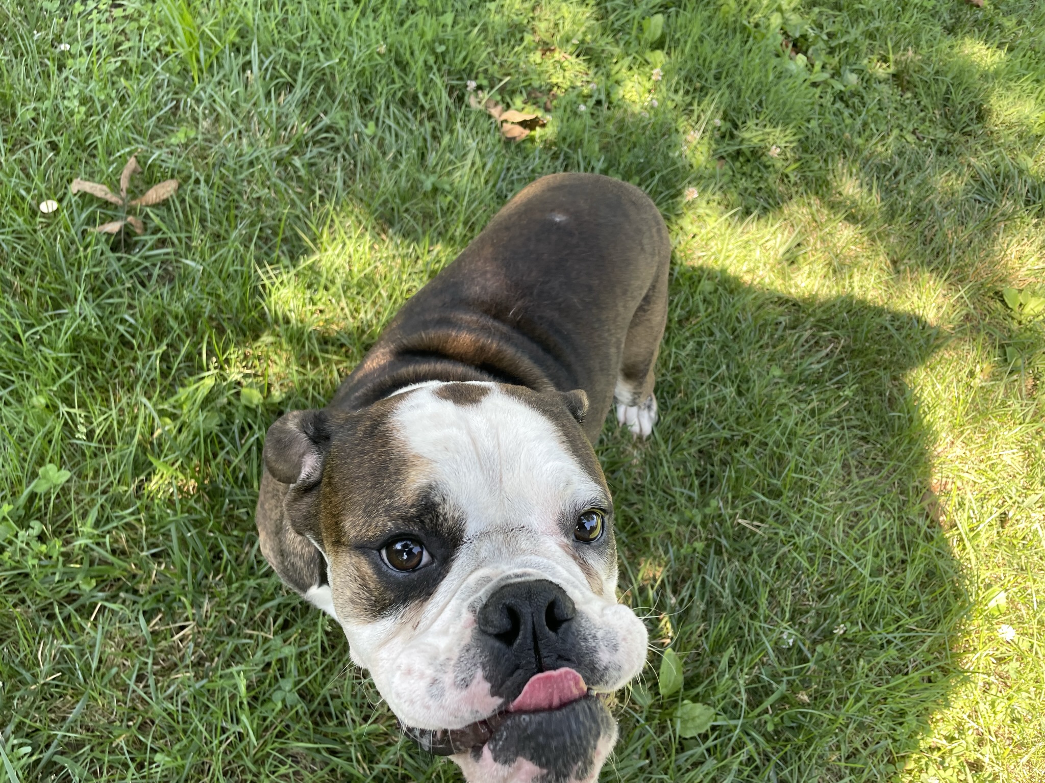 English Bulldog