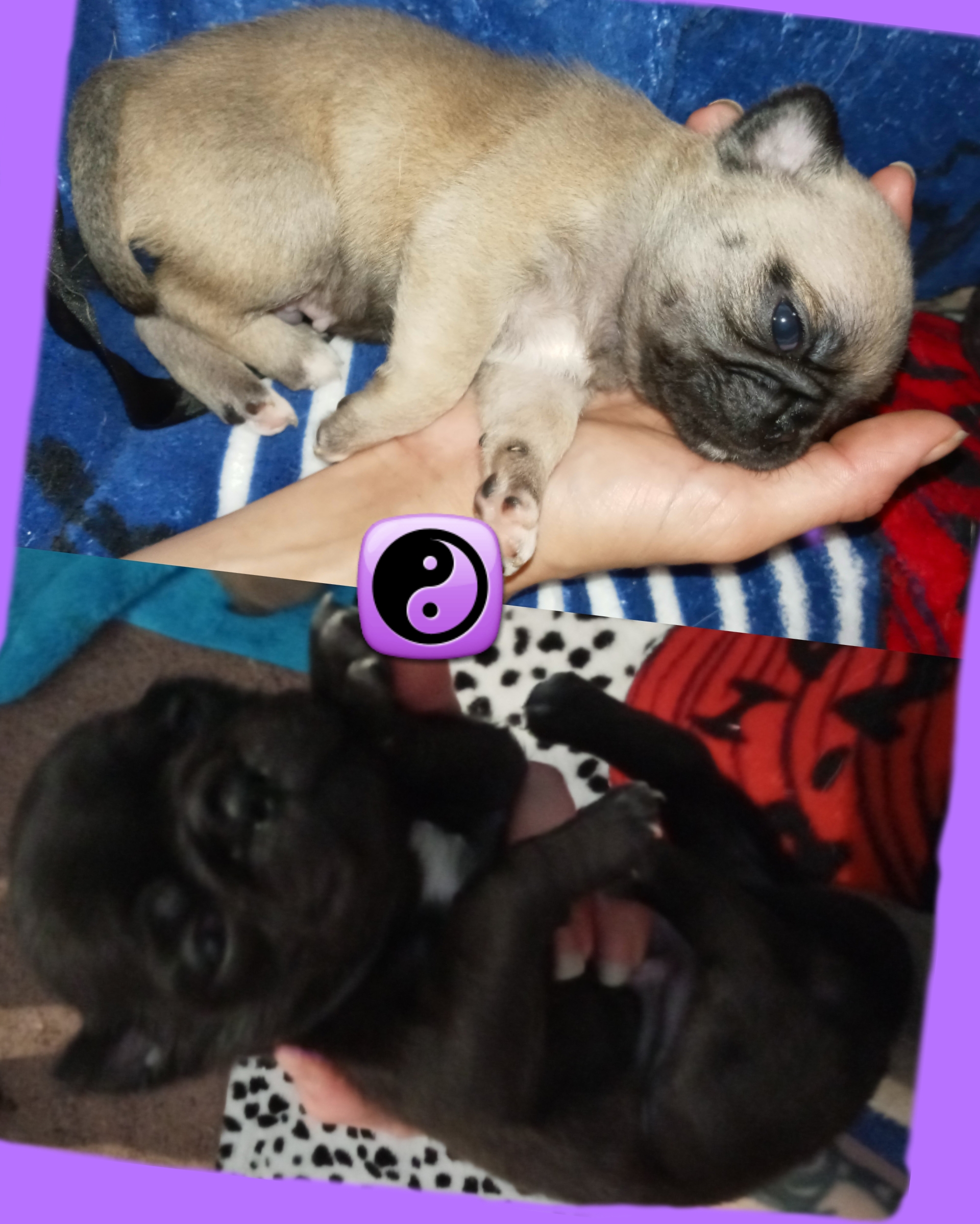 9 week old PUGS