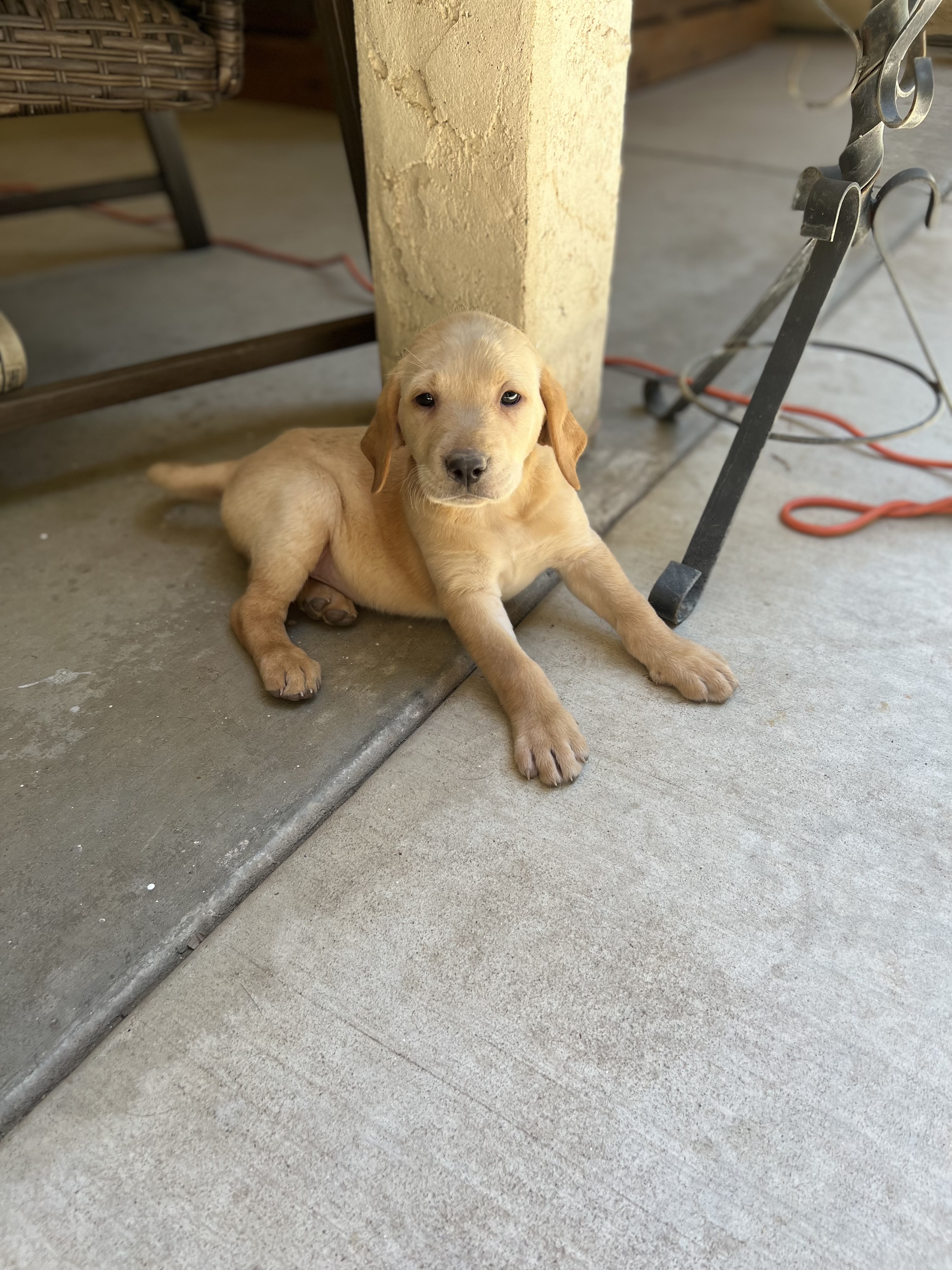 Labrador Retriever Puppies