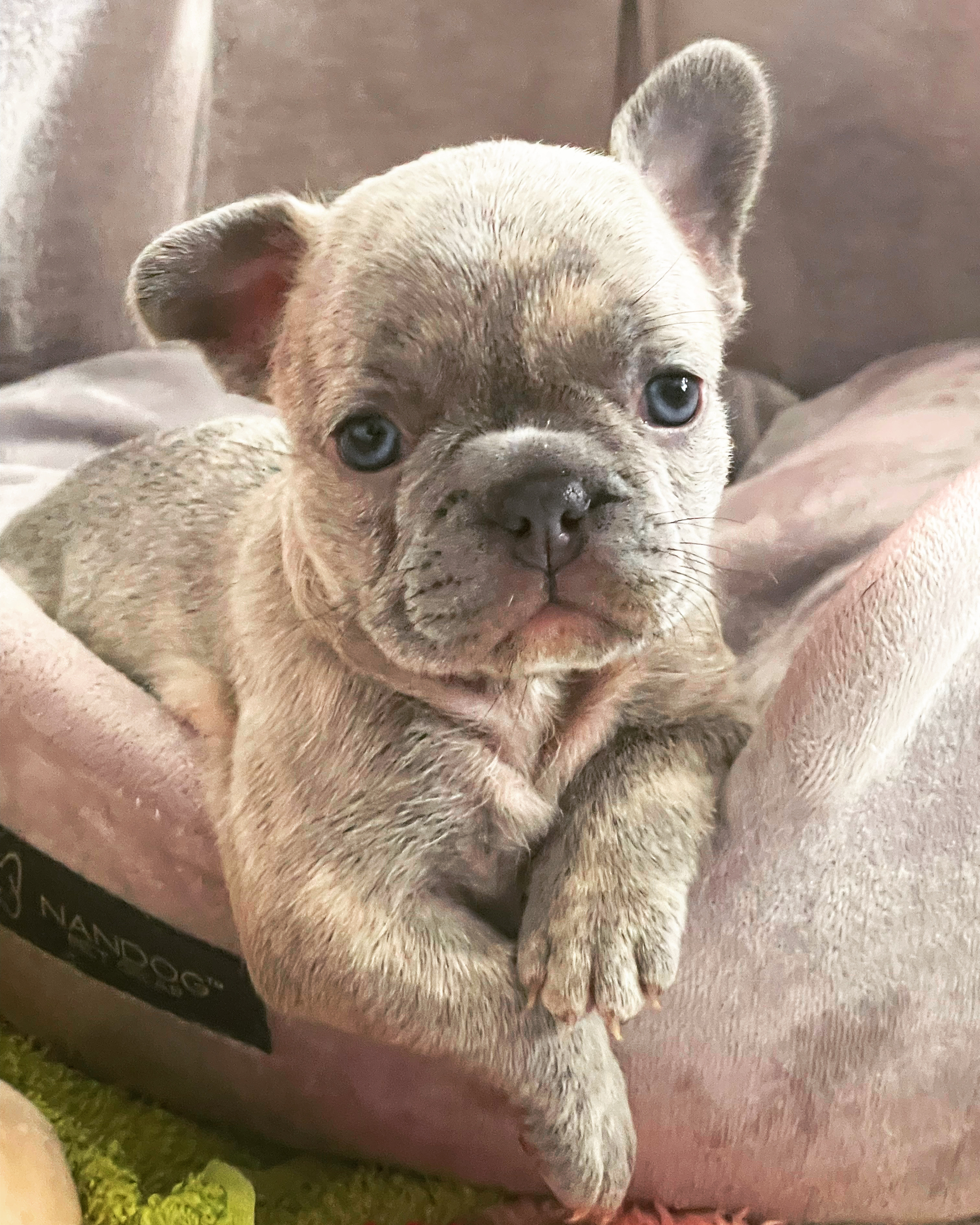 French Bulldog Litter ( 3 M / 1 F)