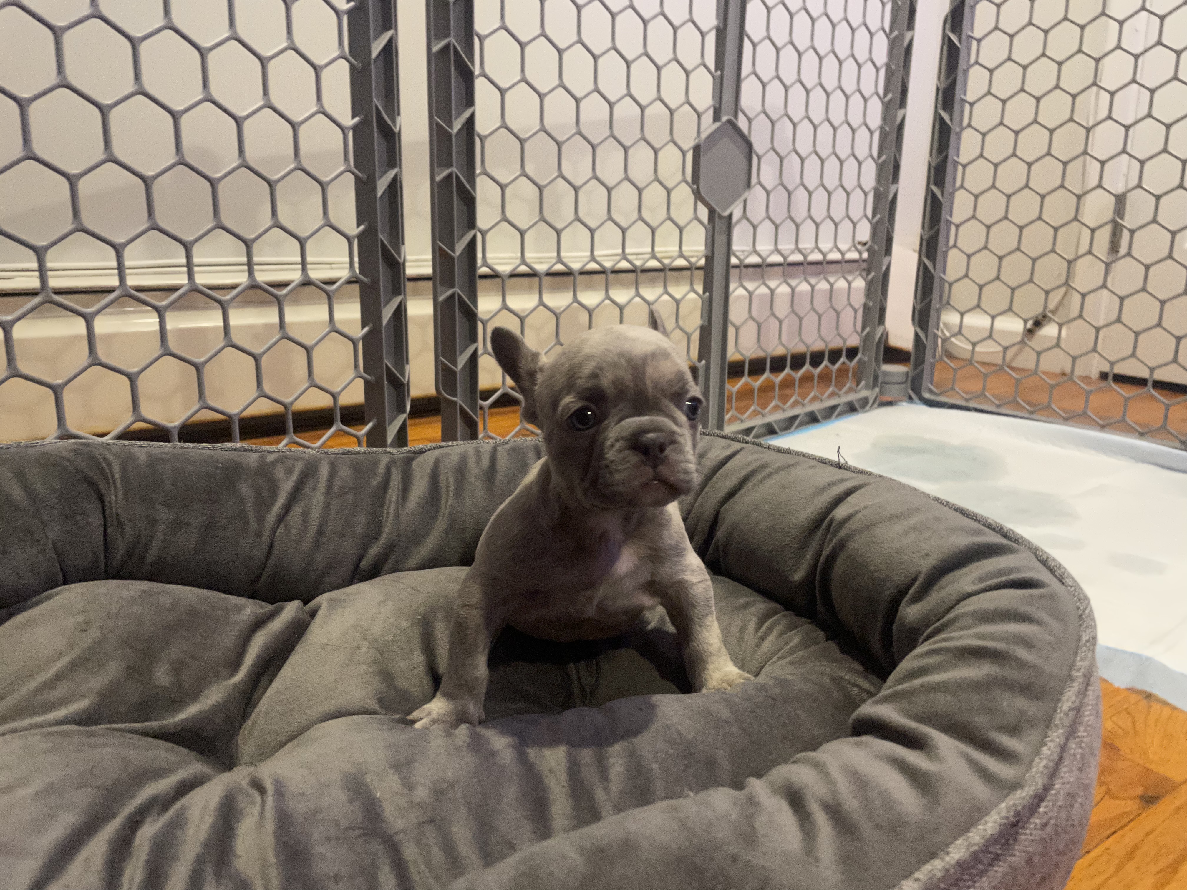 French Bulldog Litter AKC Certified