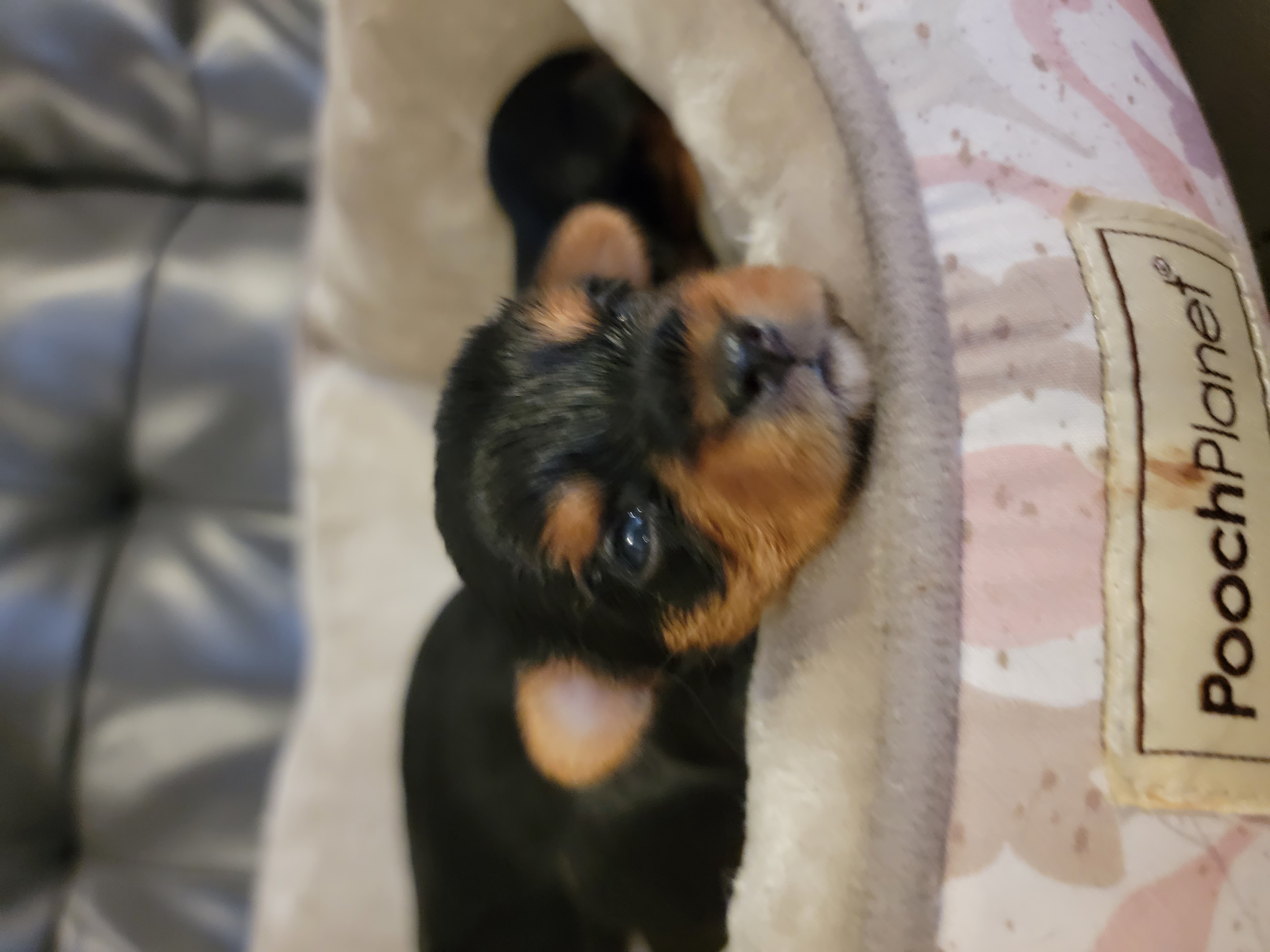 Yorkie puppies for sale