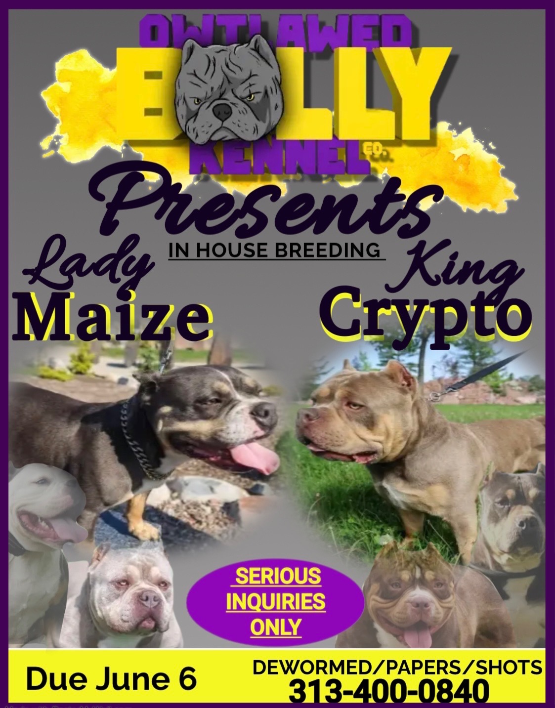 American bully puppies
