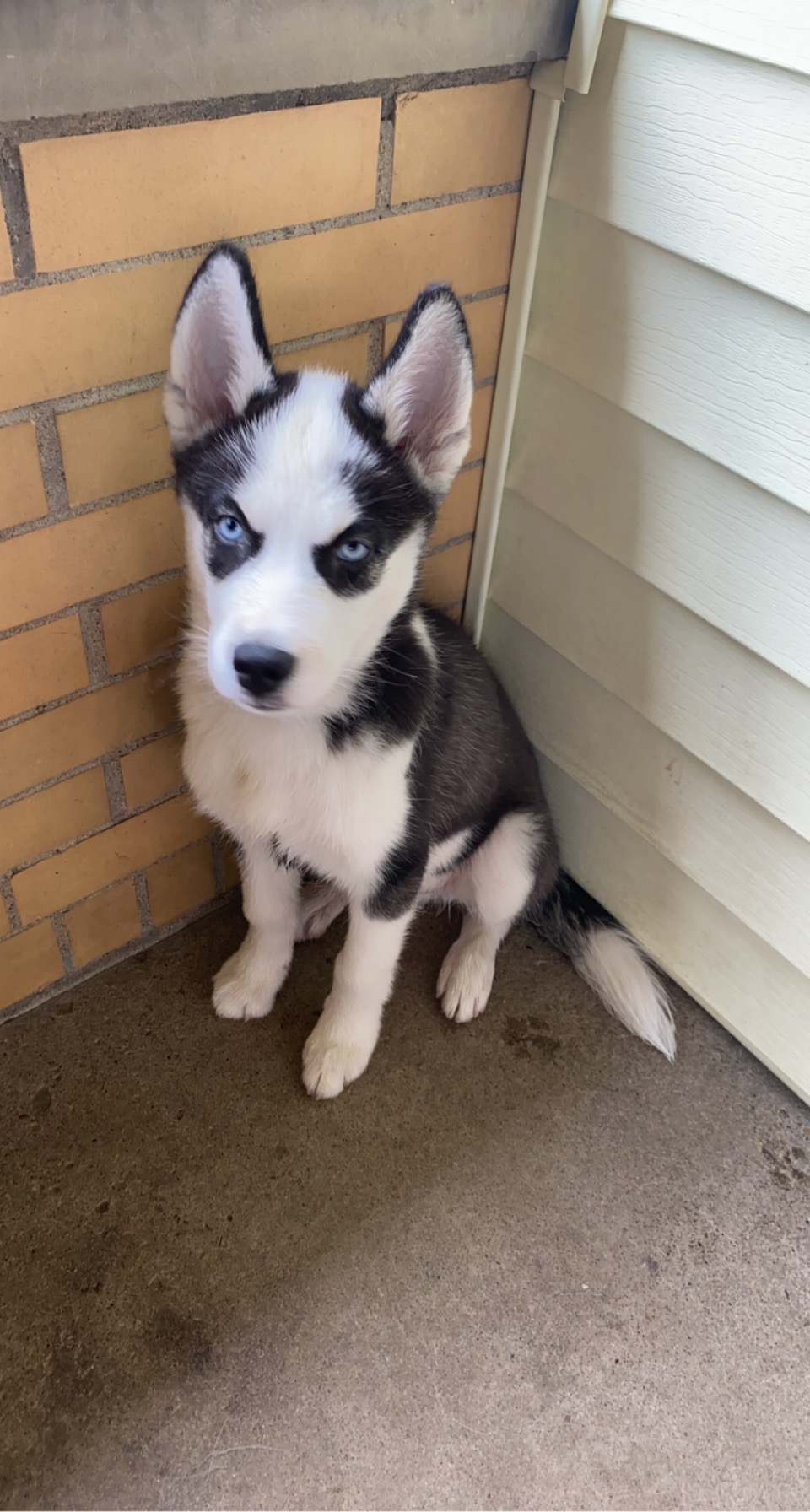 Puppy