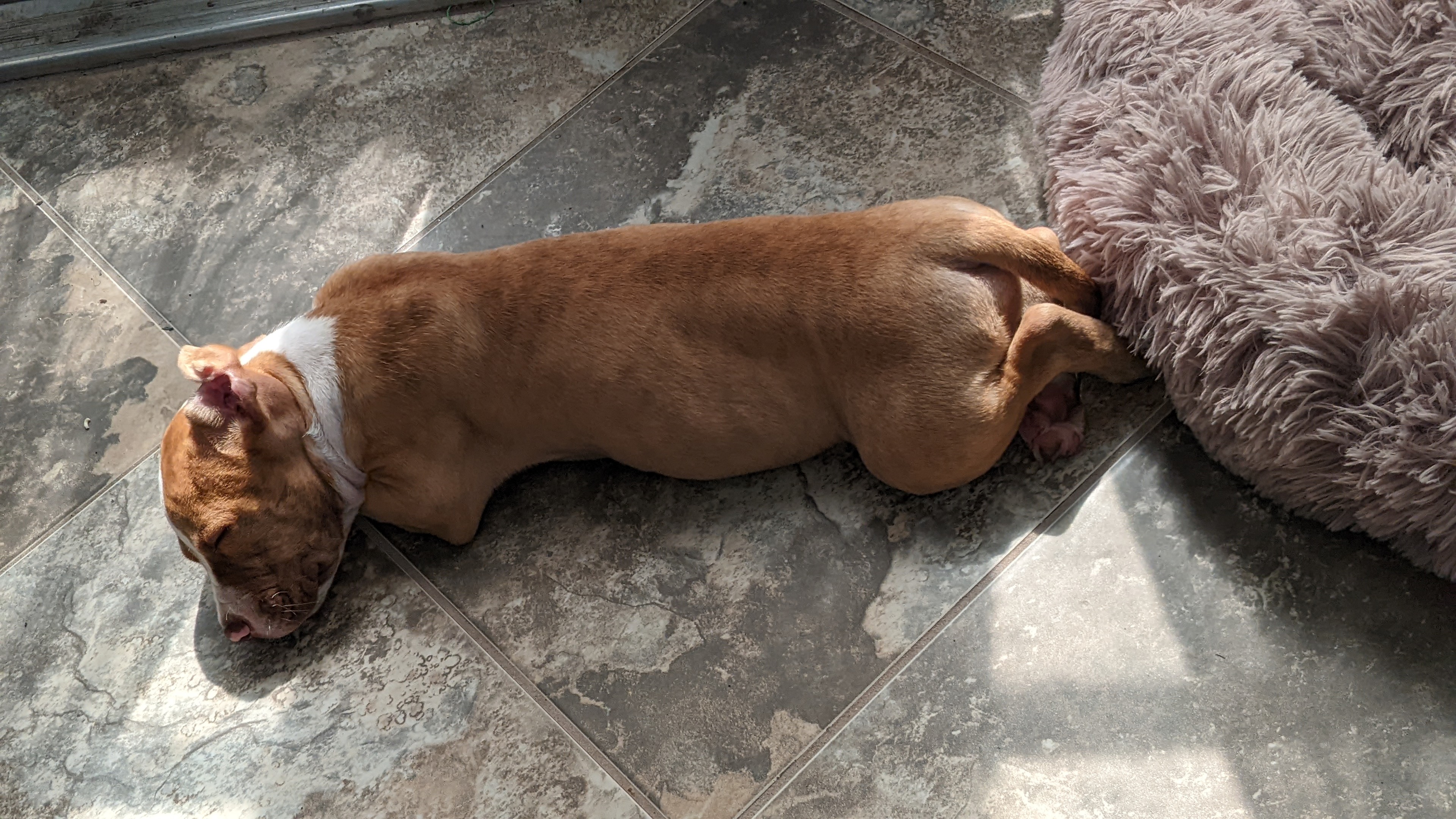 Red Nose Pitbull Puppy for Sale