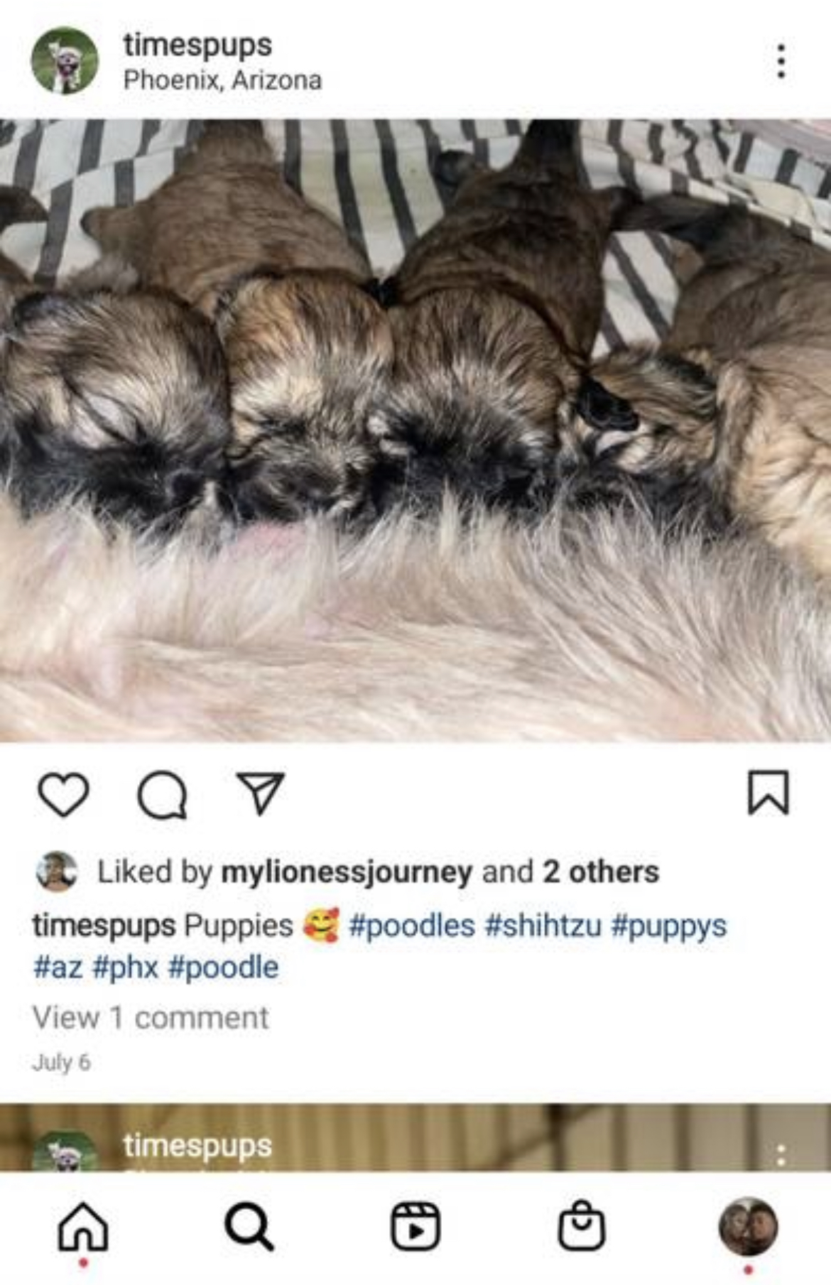 Shih-poo for Sale