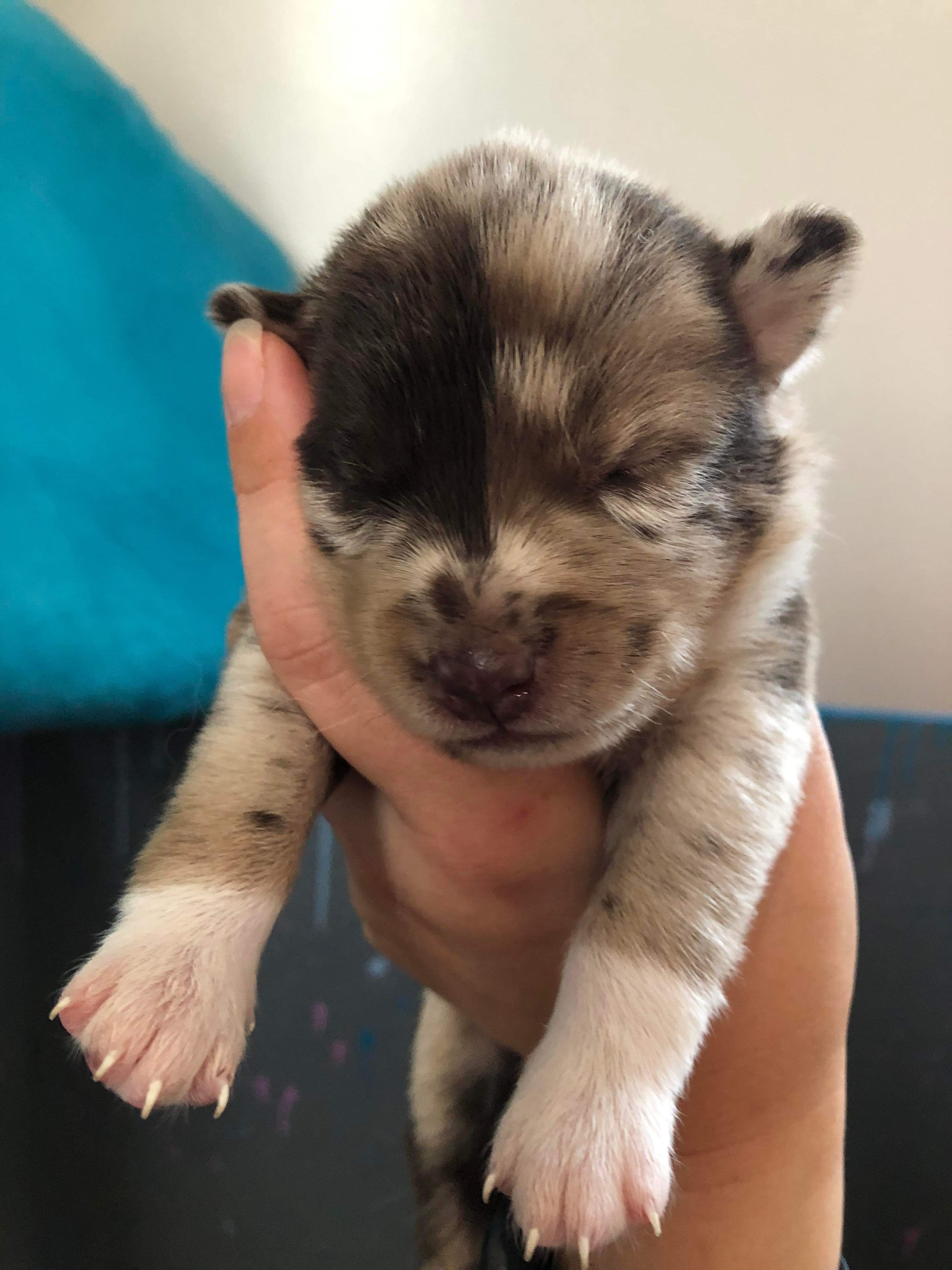 F2 Pomsky pups