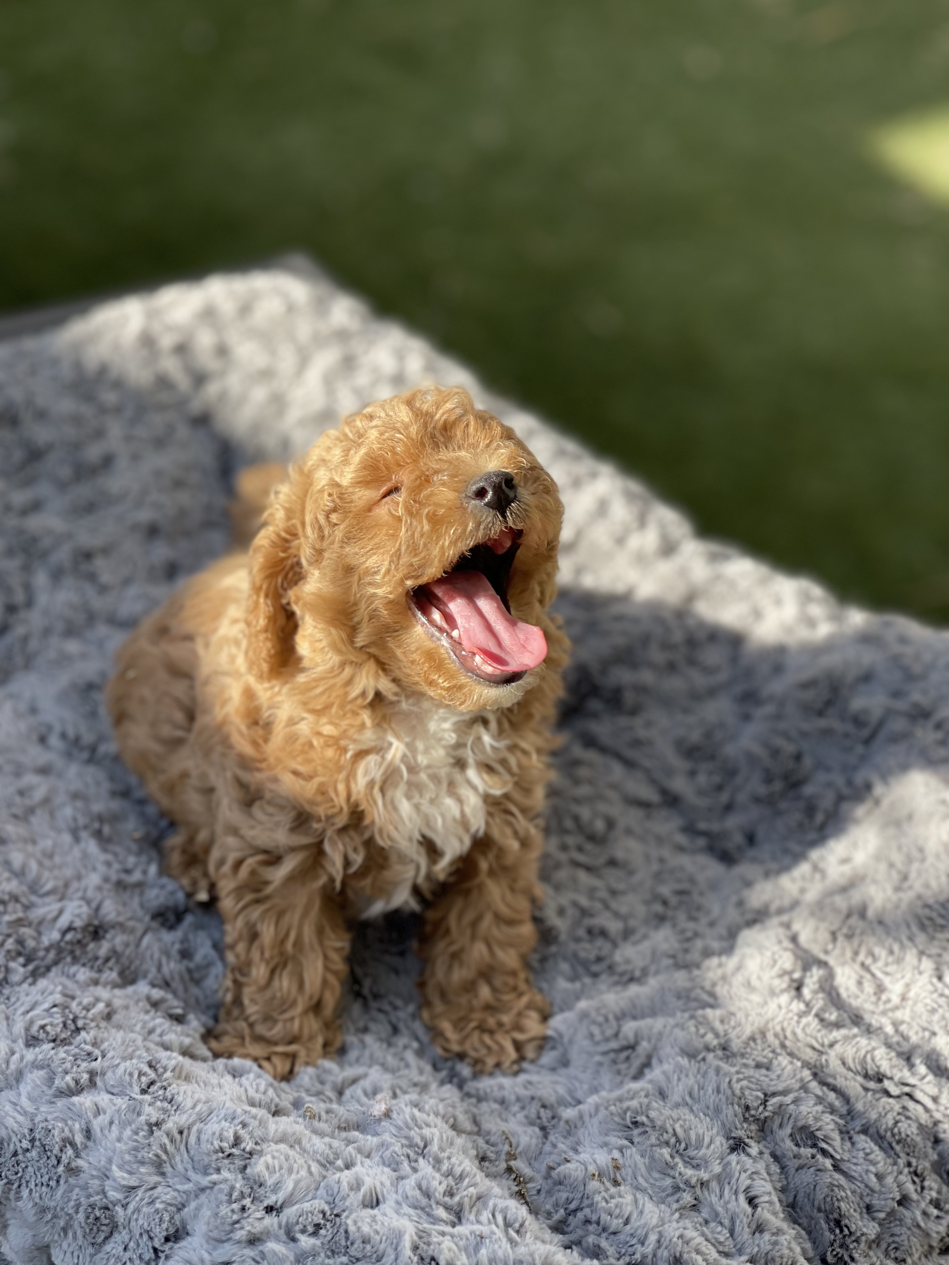 Toy poodle dog