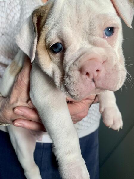 sweet Englishbulldog