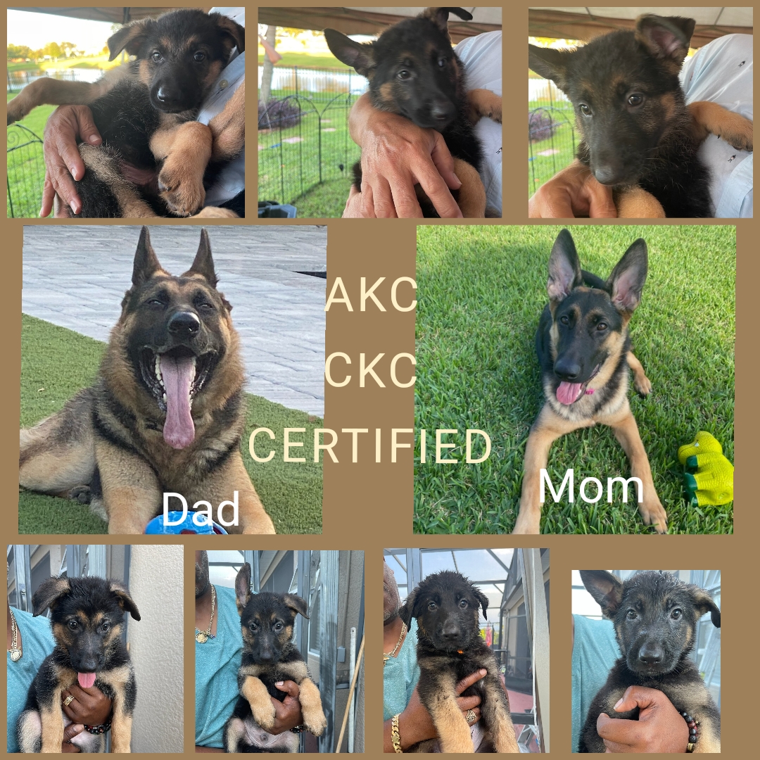 10 week old Beautiful German Shepard puppies!!!!! AKC and CKC certified Champion Blood Line