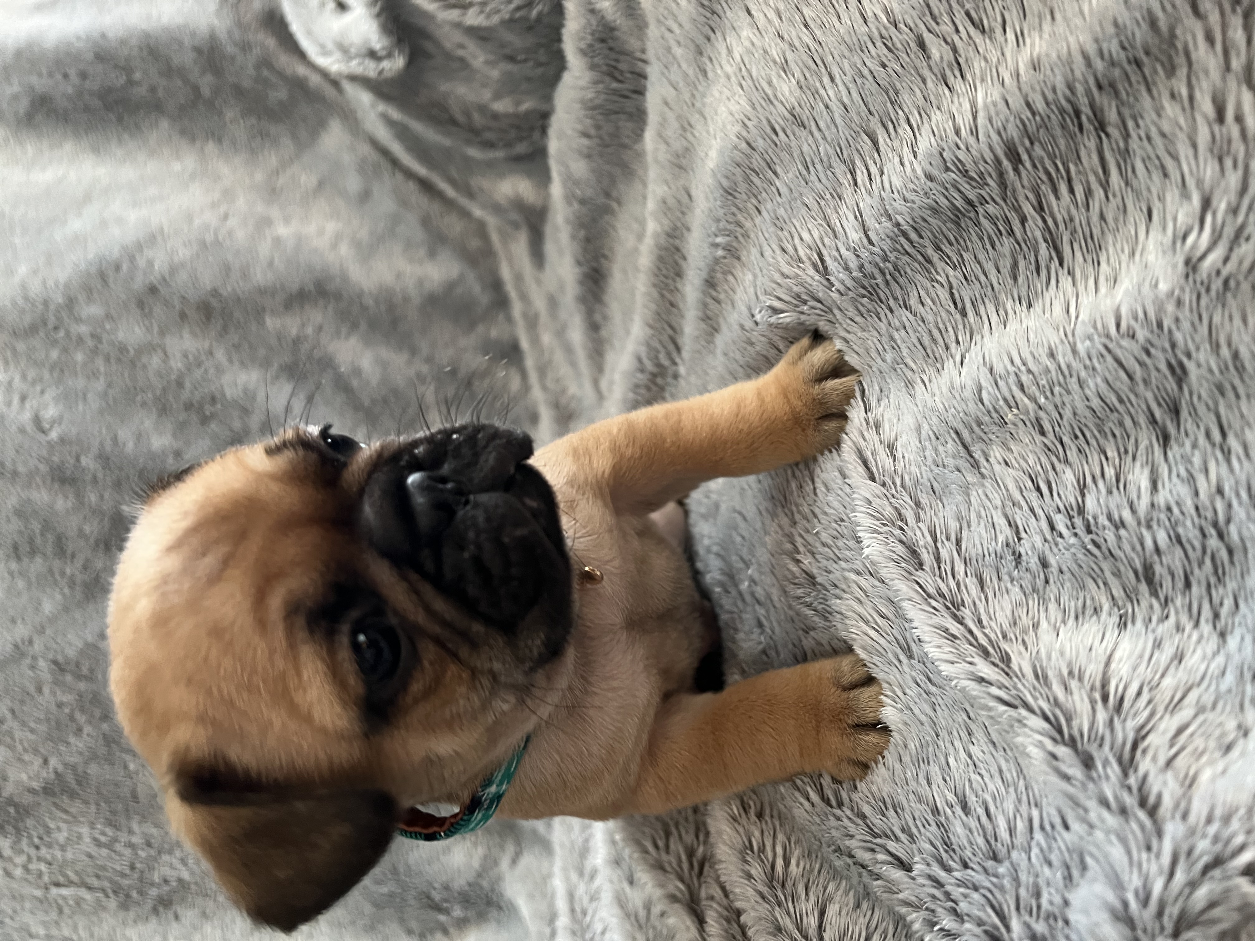 Frenchie Pug Puppies for sale