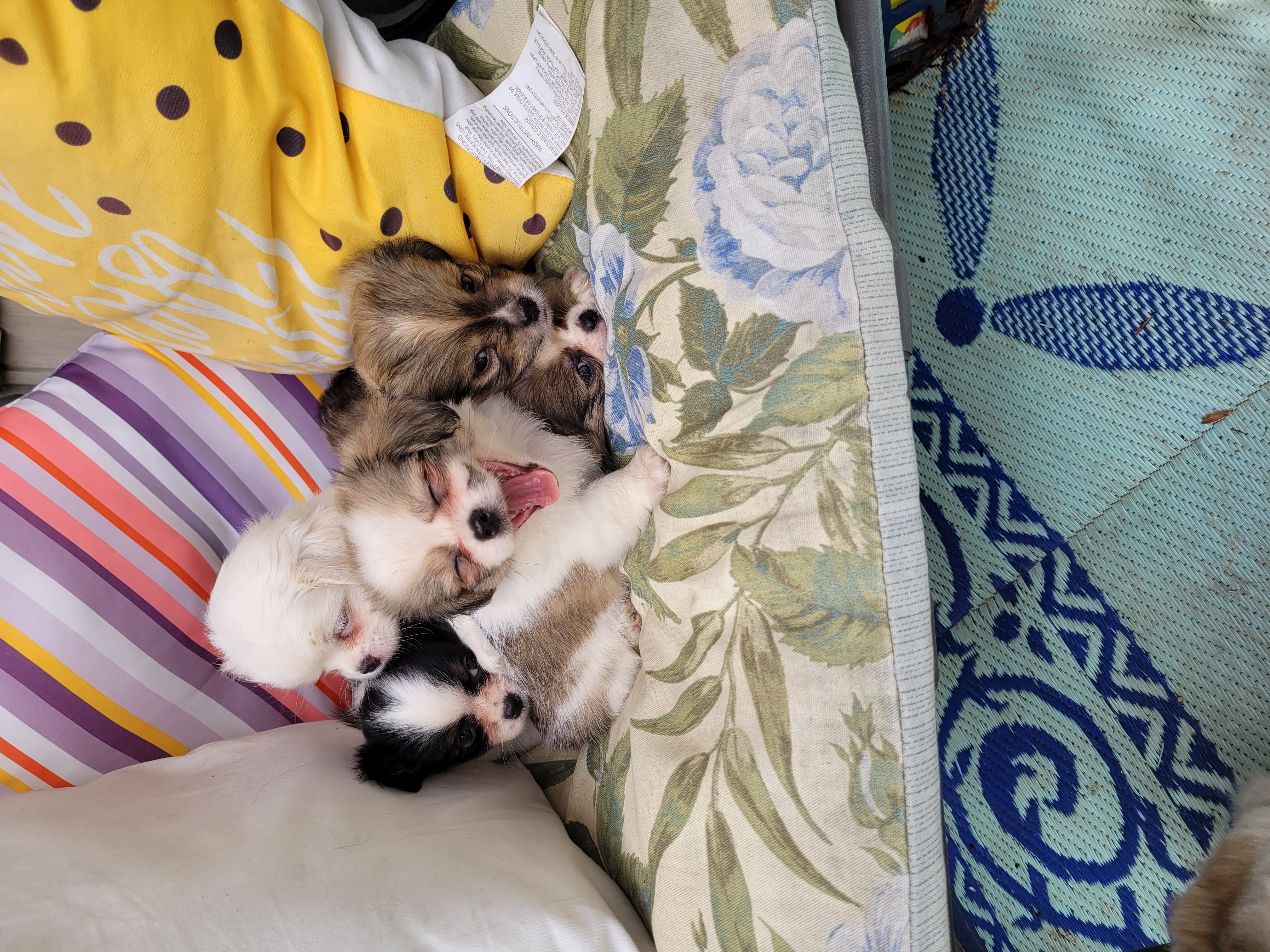 Chihuahua/shih tzu mix breed puppies