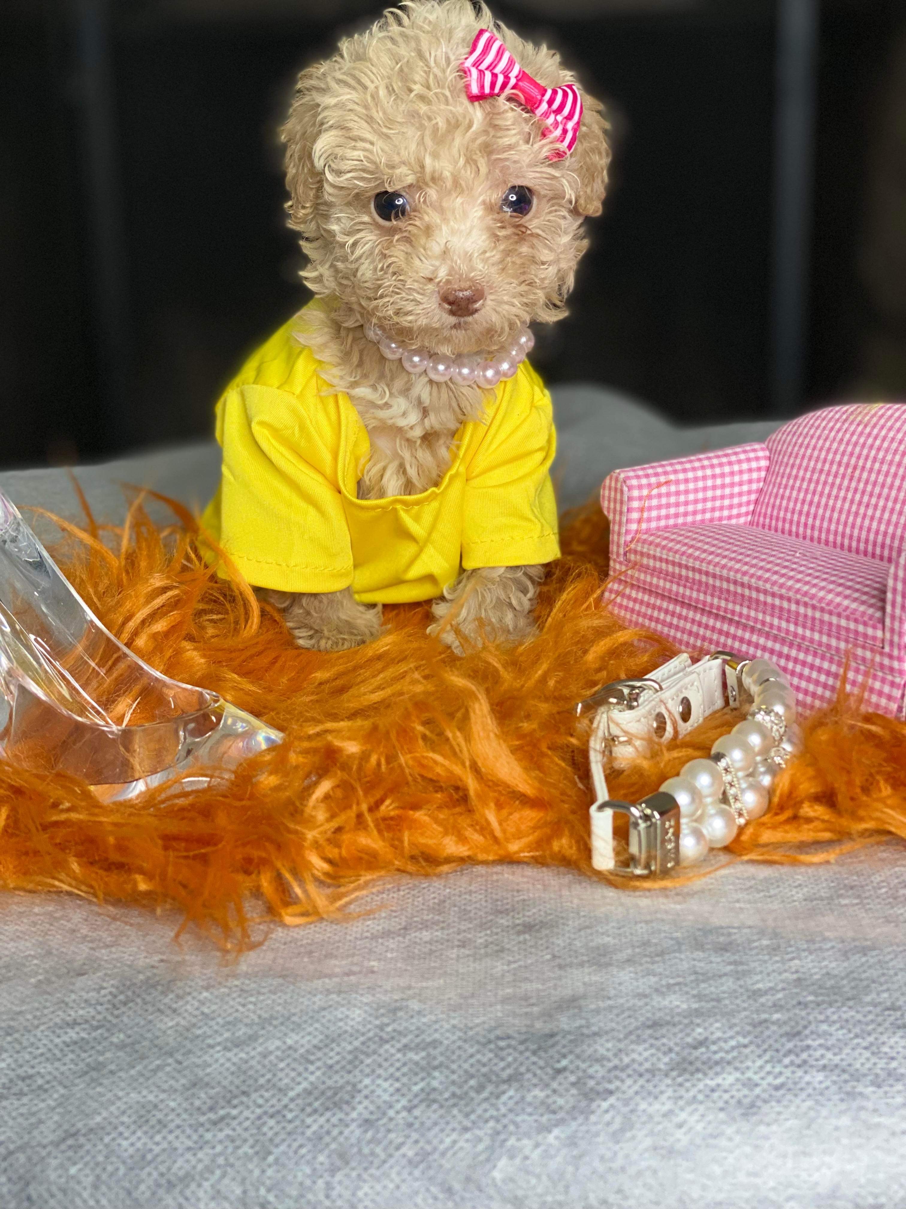 Maltipoo