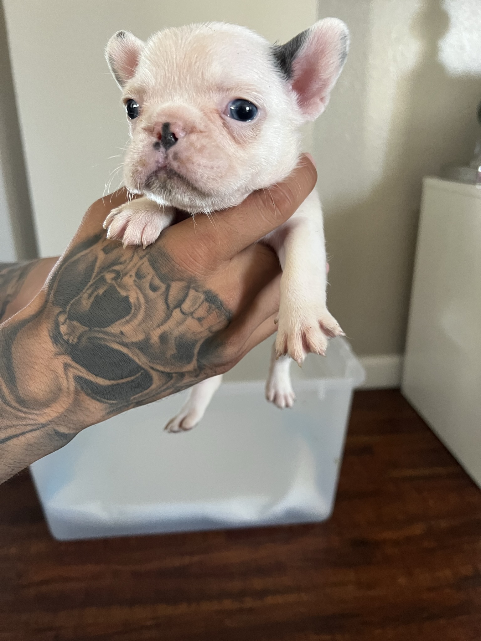 Frenchie girl