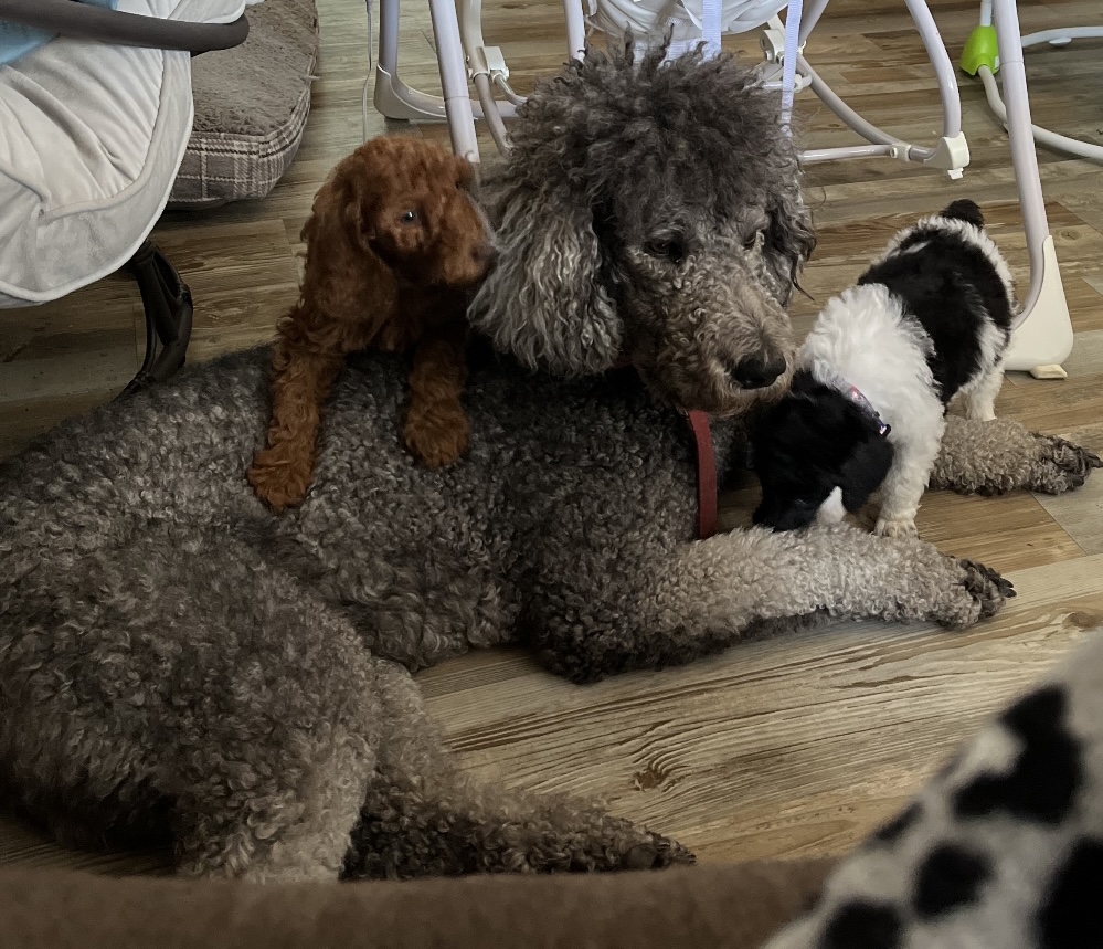 Mimi’s House of Poodles
