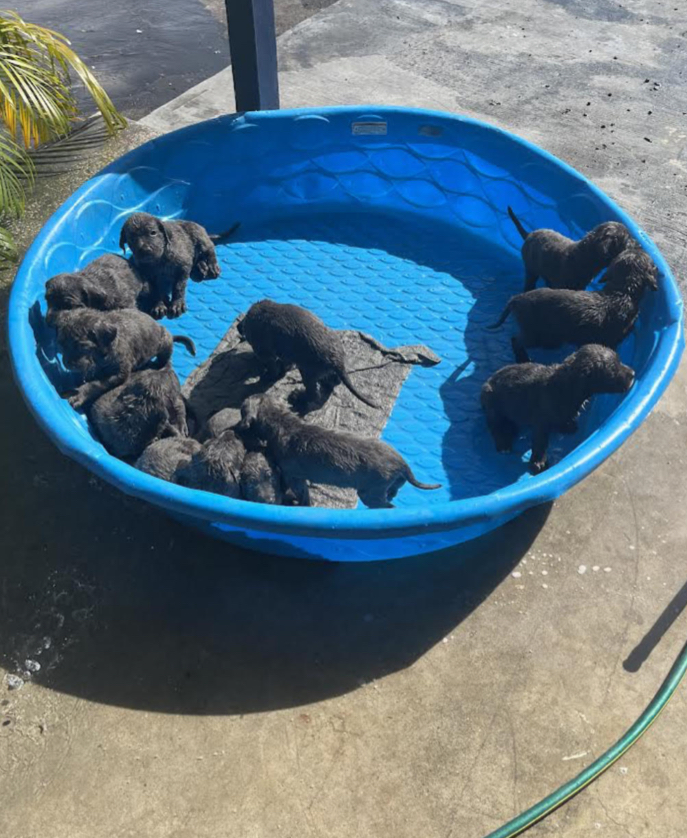 Pure Breed Cane Corso Puppies????