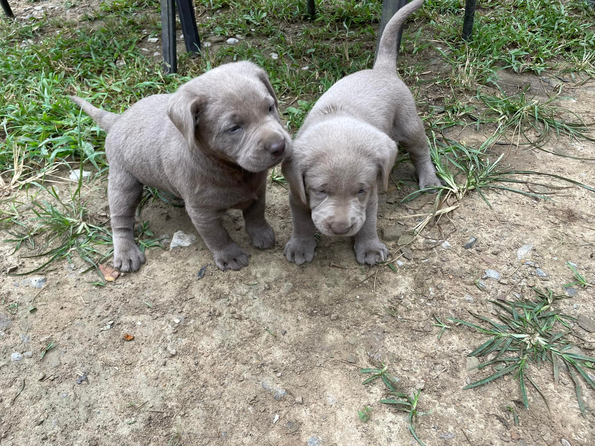Silver Labrador Retriever Puppies