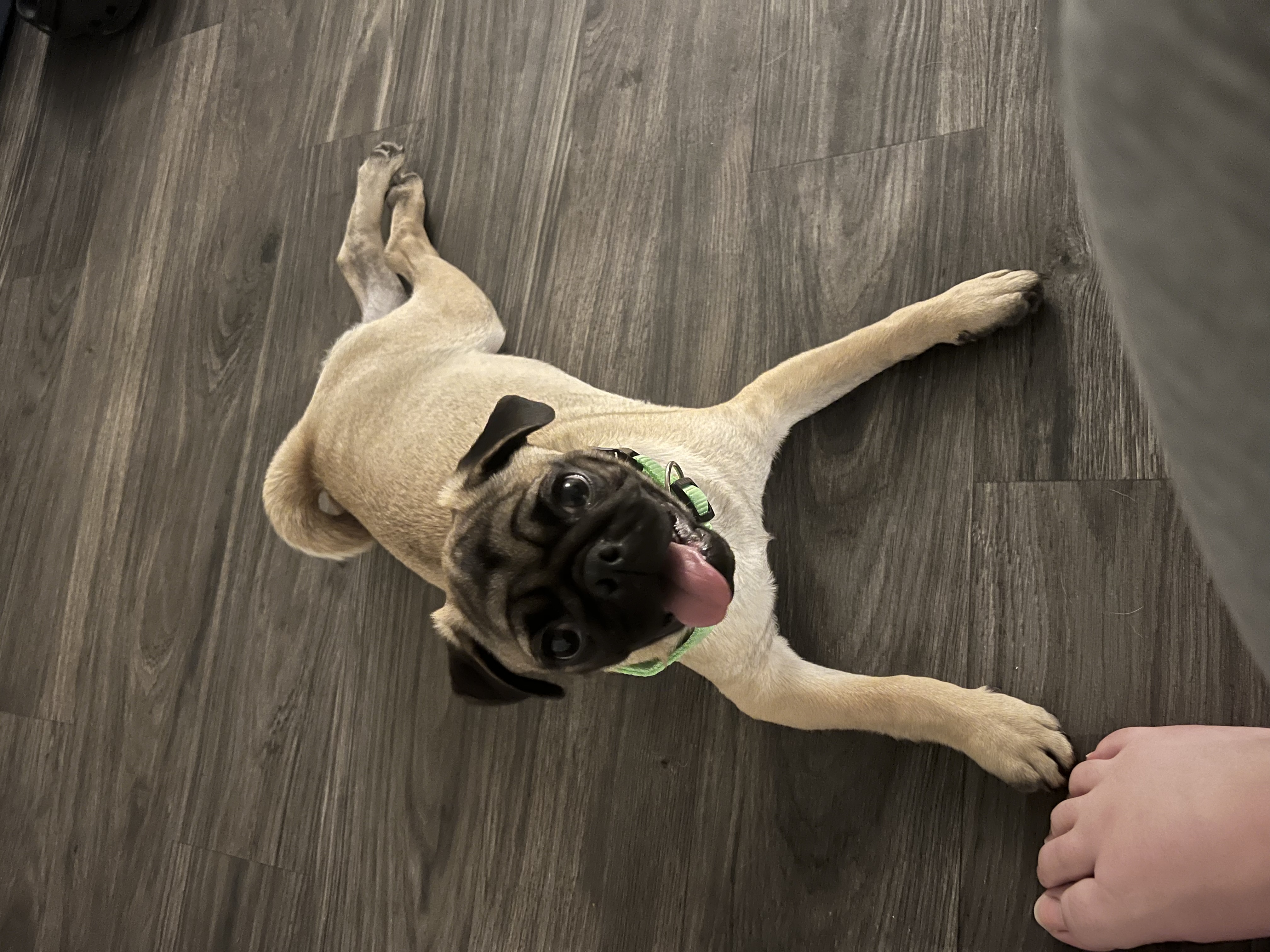 Biscuit needs A loving home!