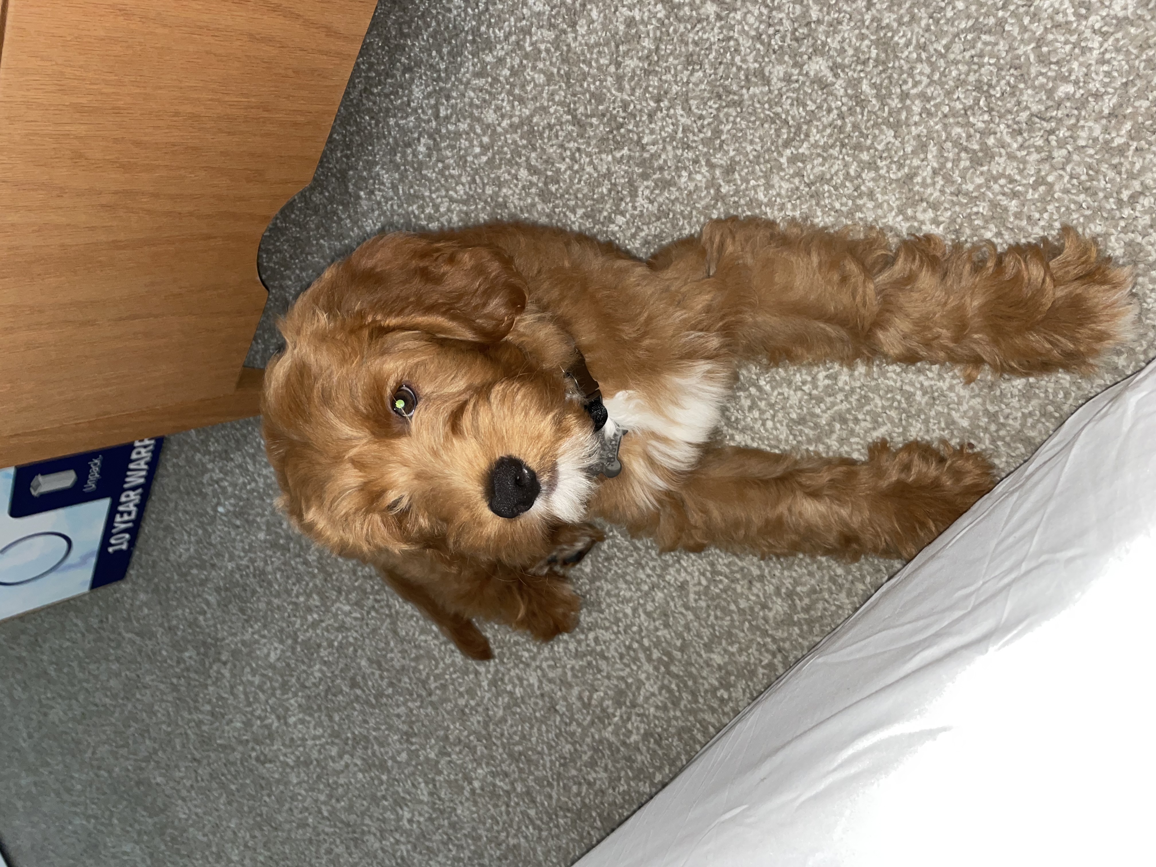12 Week Old Goldendoodle