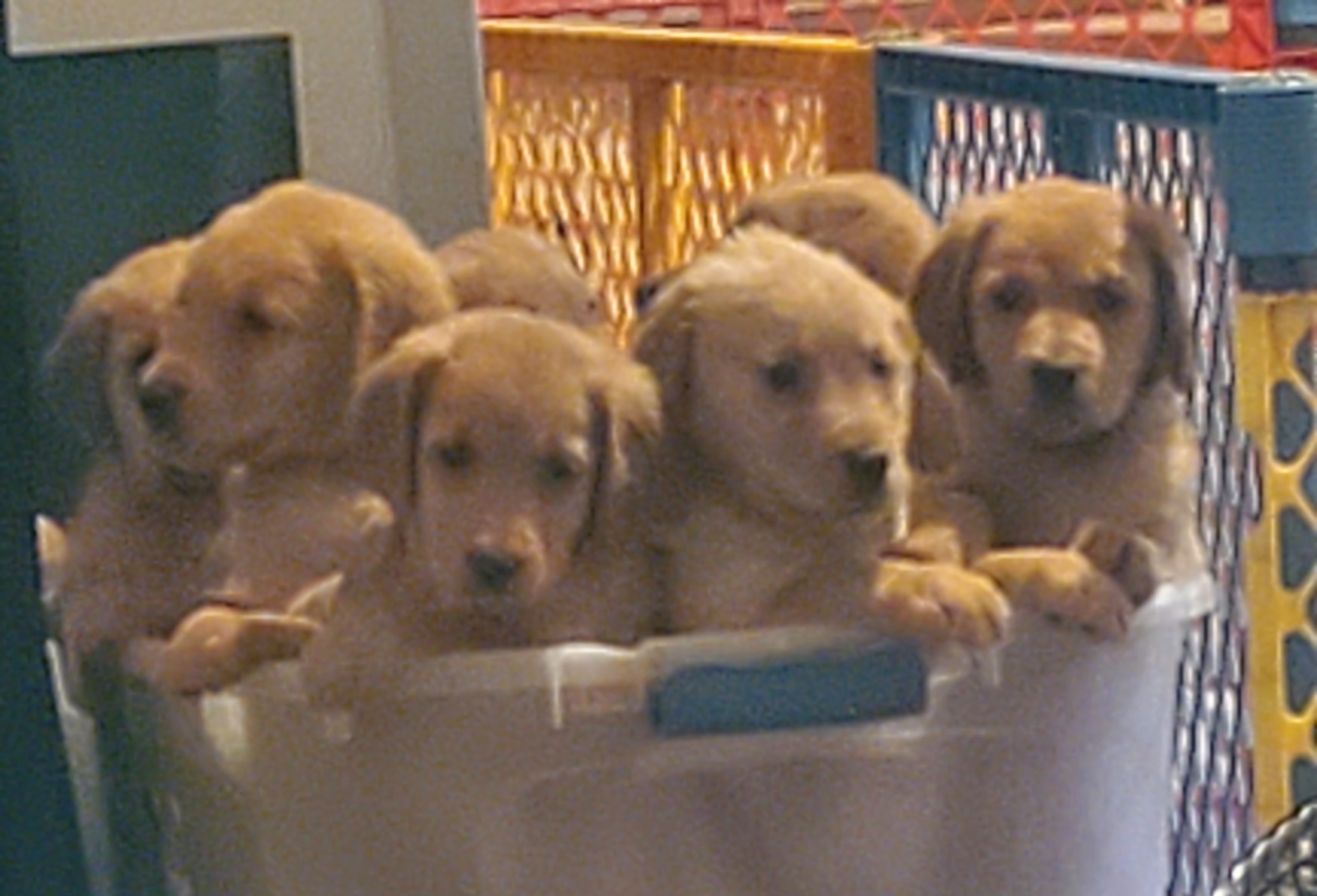 Puppies for Sale
