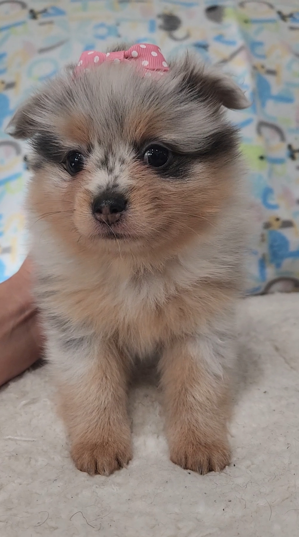 Pomeranian Puppies
