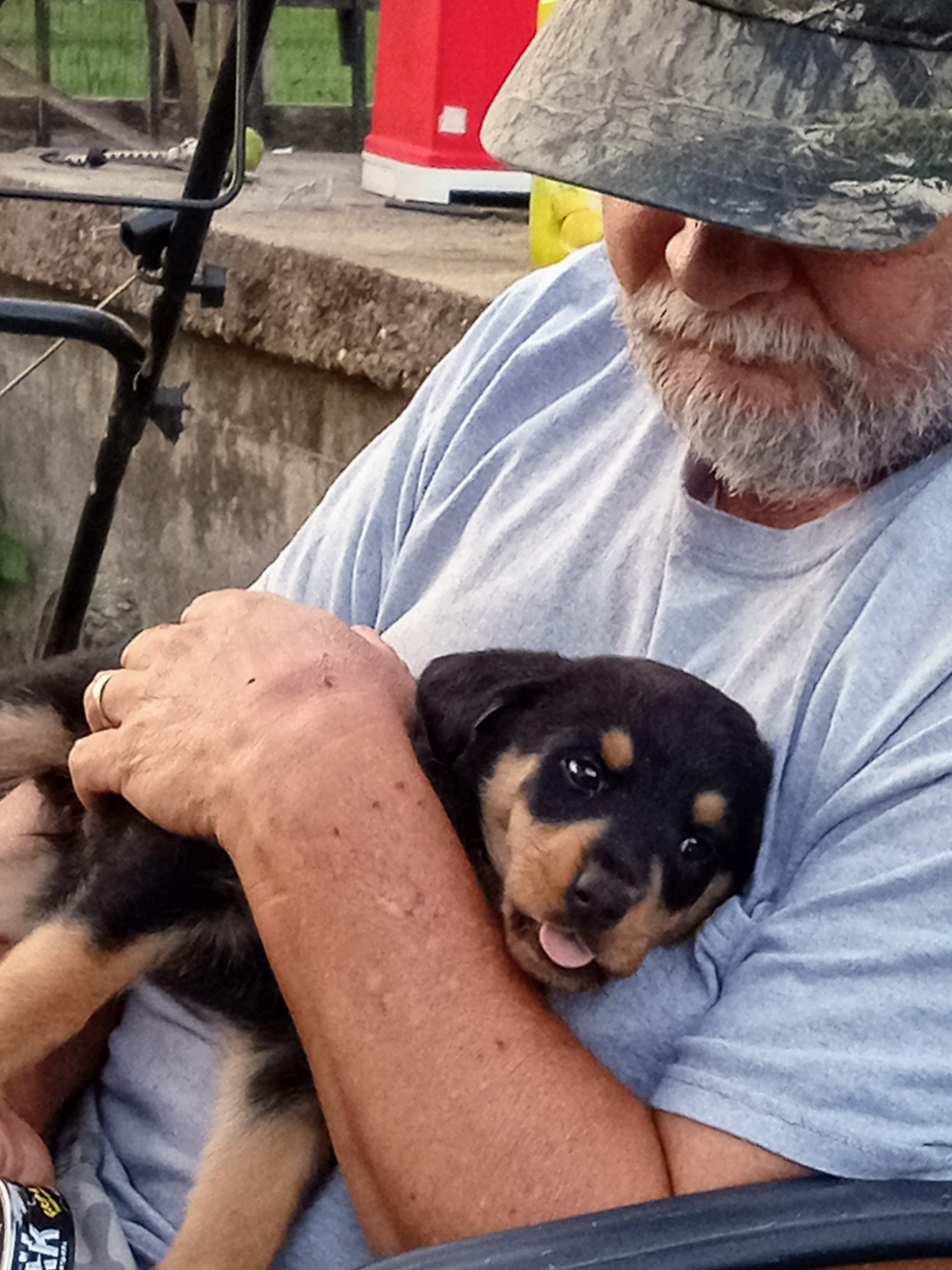 Rottweiler Puppies