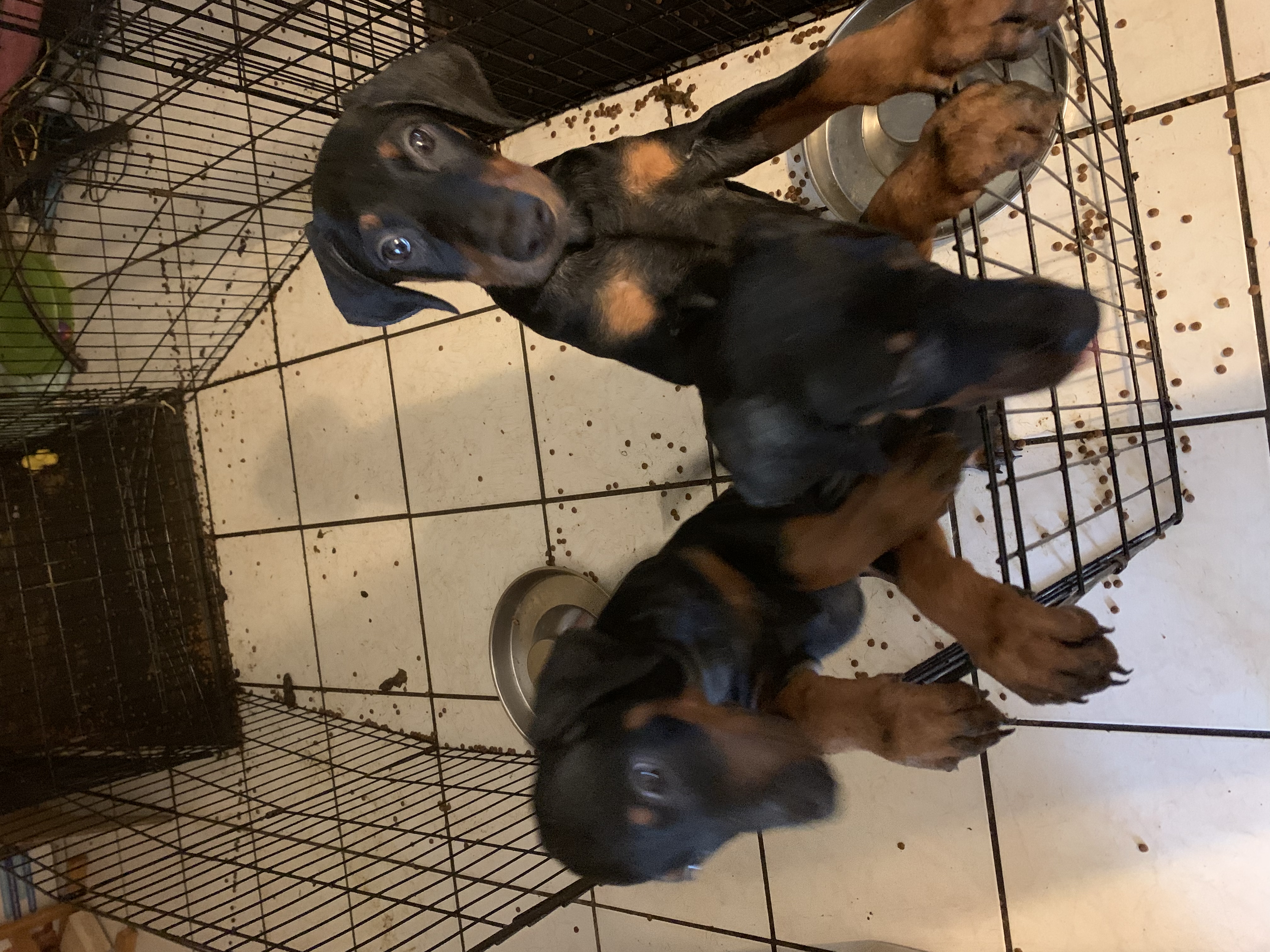 Doberman puppies