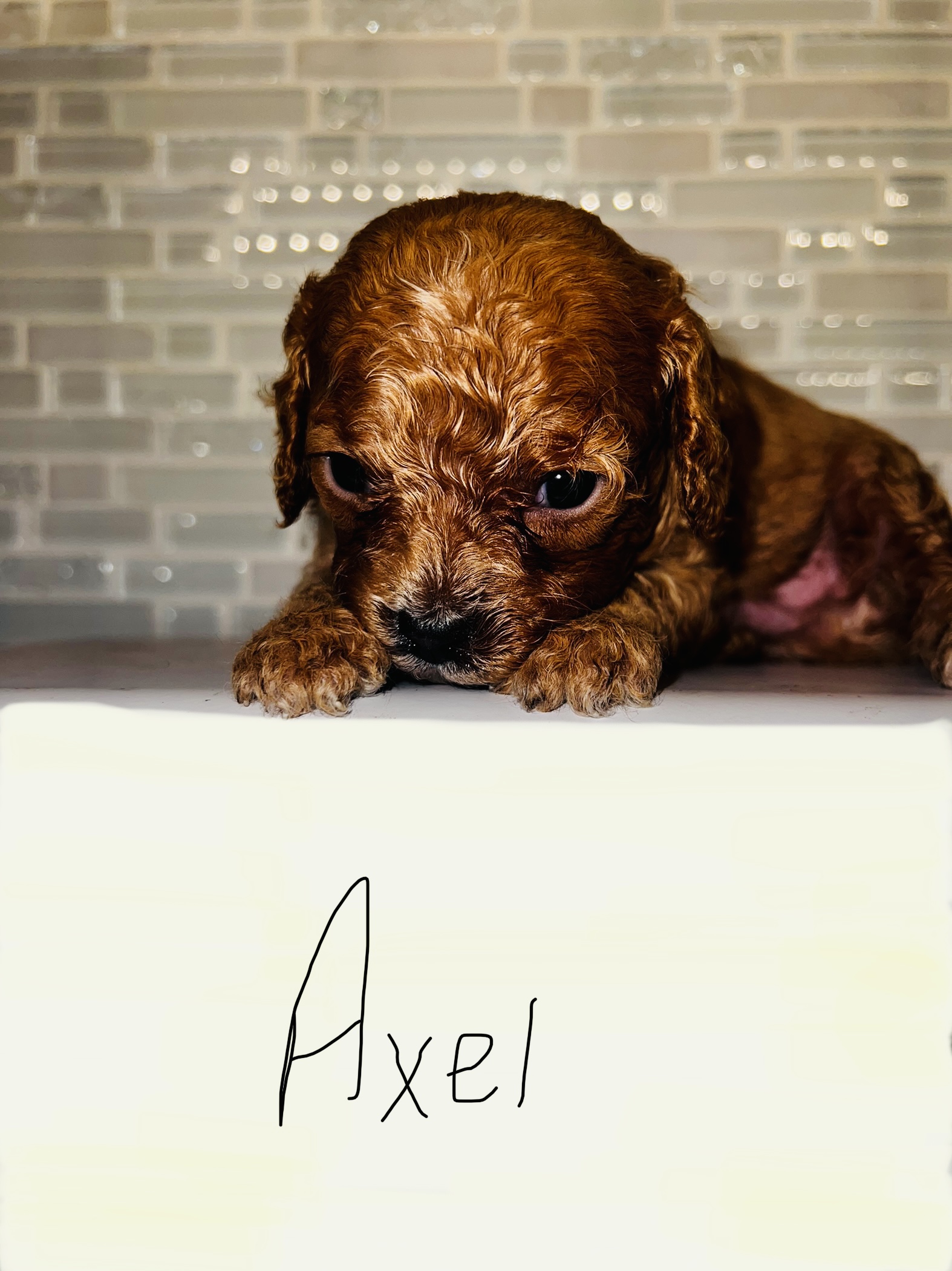 Cavapoo’s litter of 5