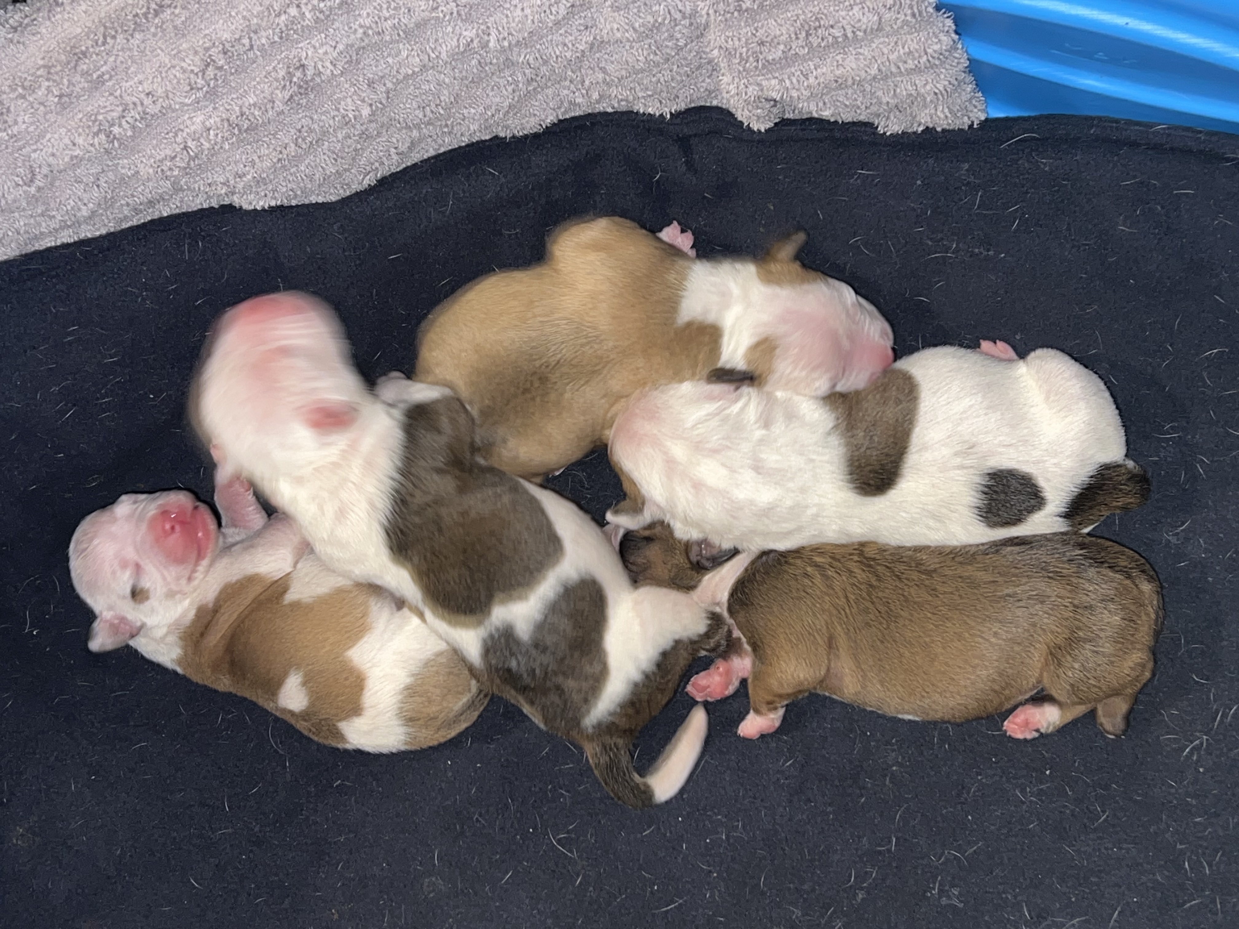American Bulldog Puppies