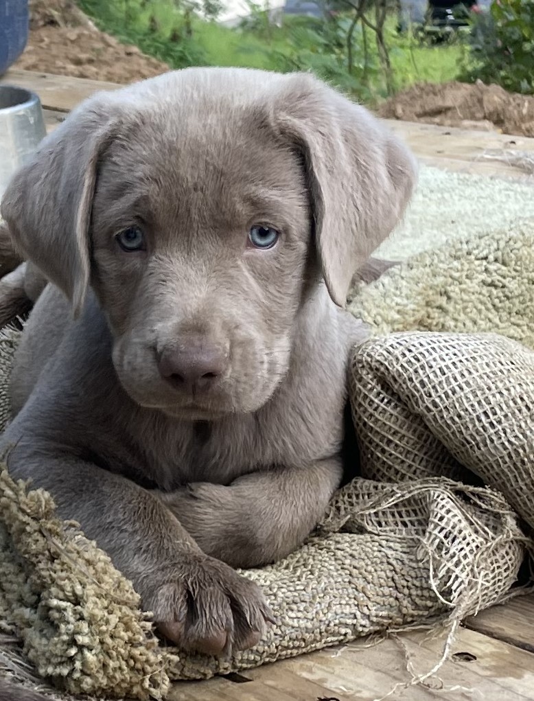 Silver Labrador Puppies needing to be rehomed asap!