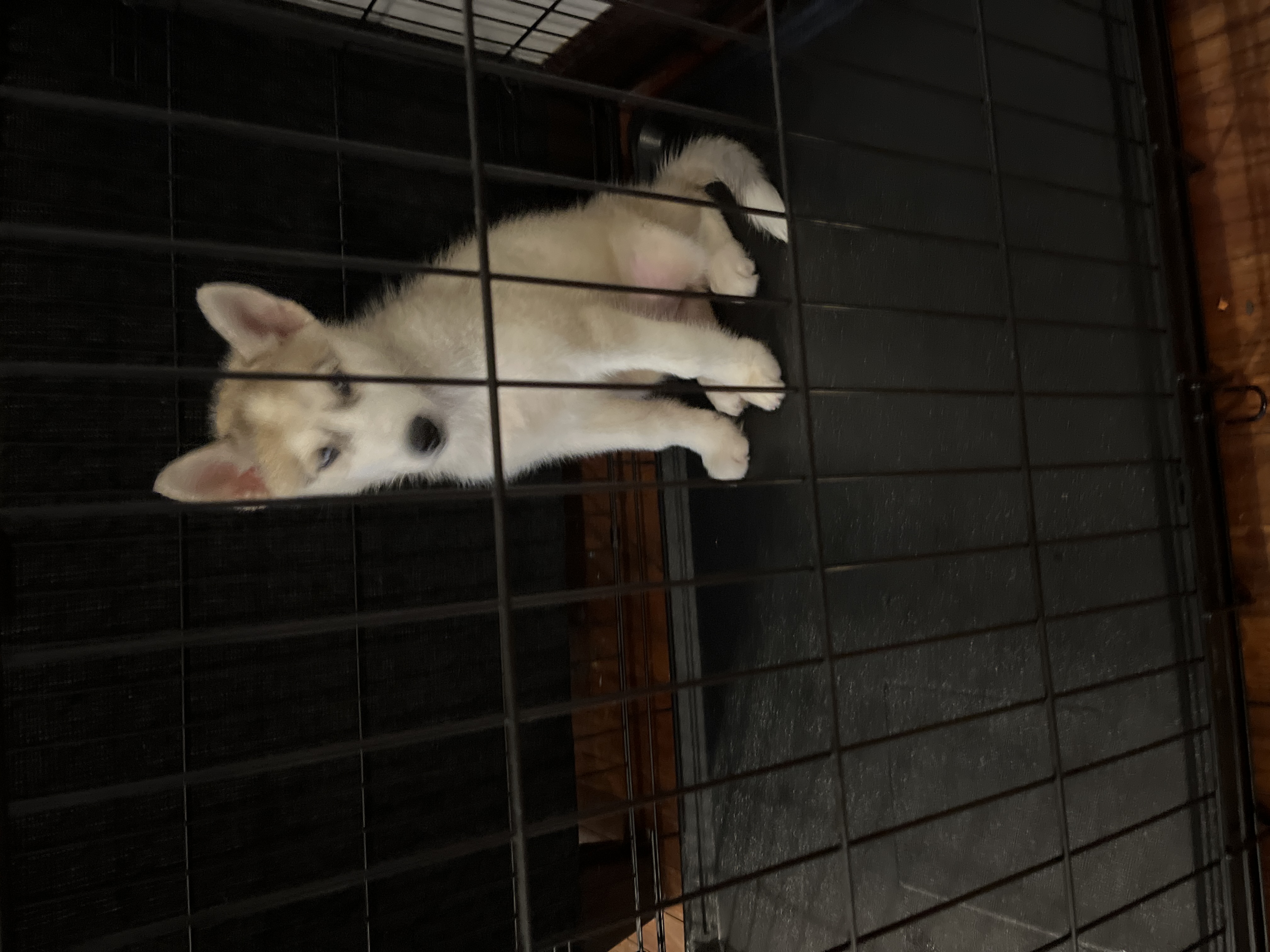 2 month old Siberian husky mix
