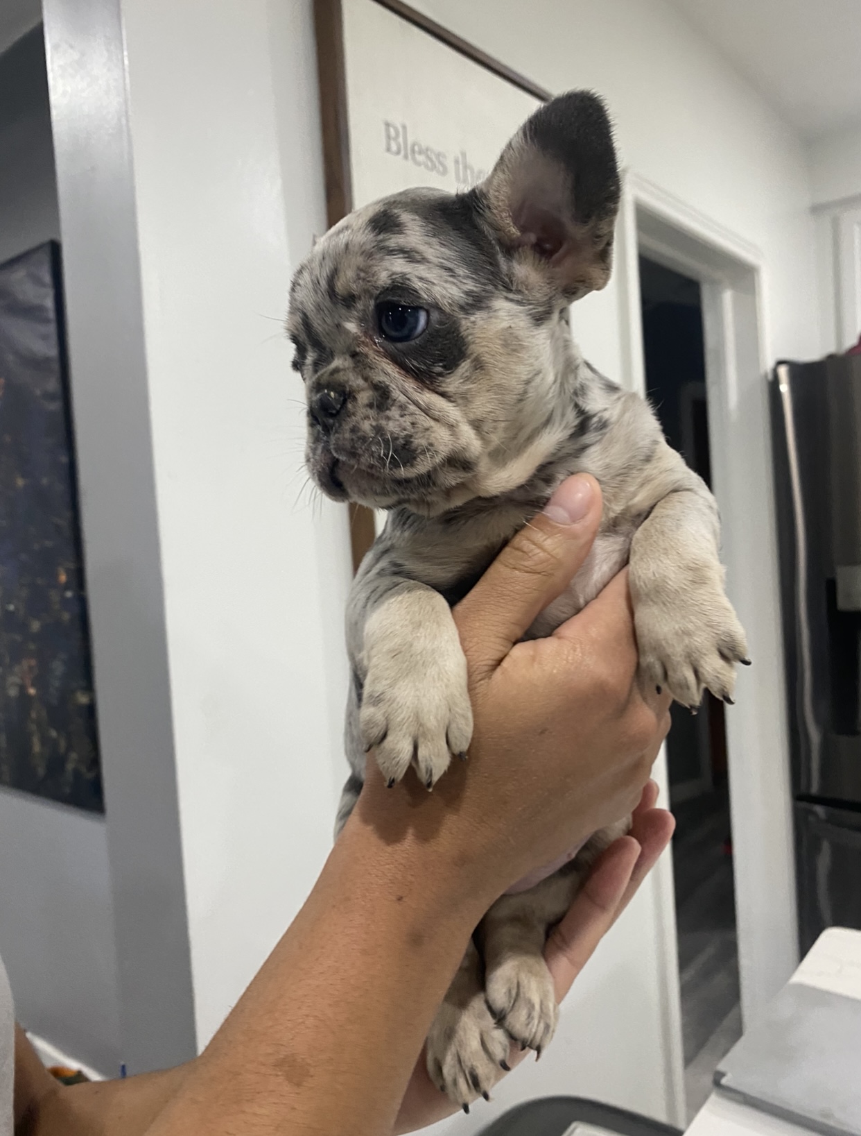 French Bulldog