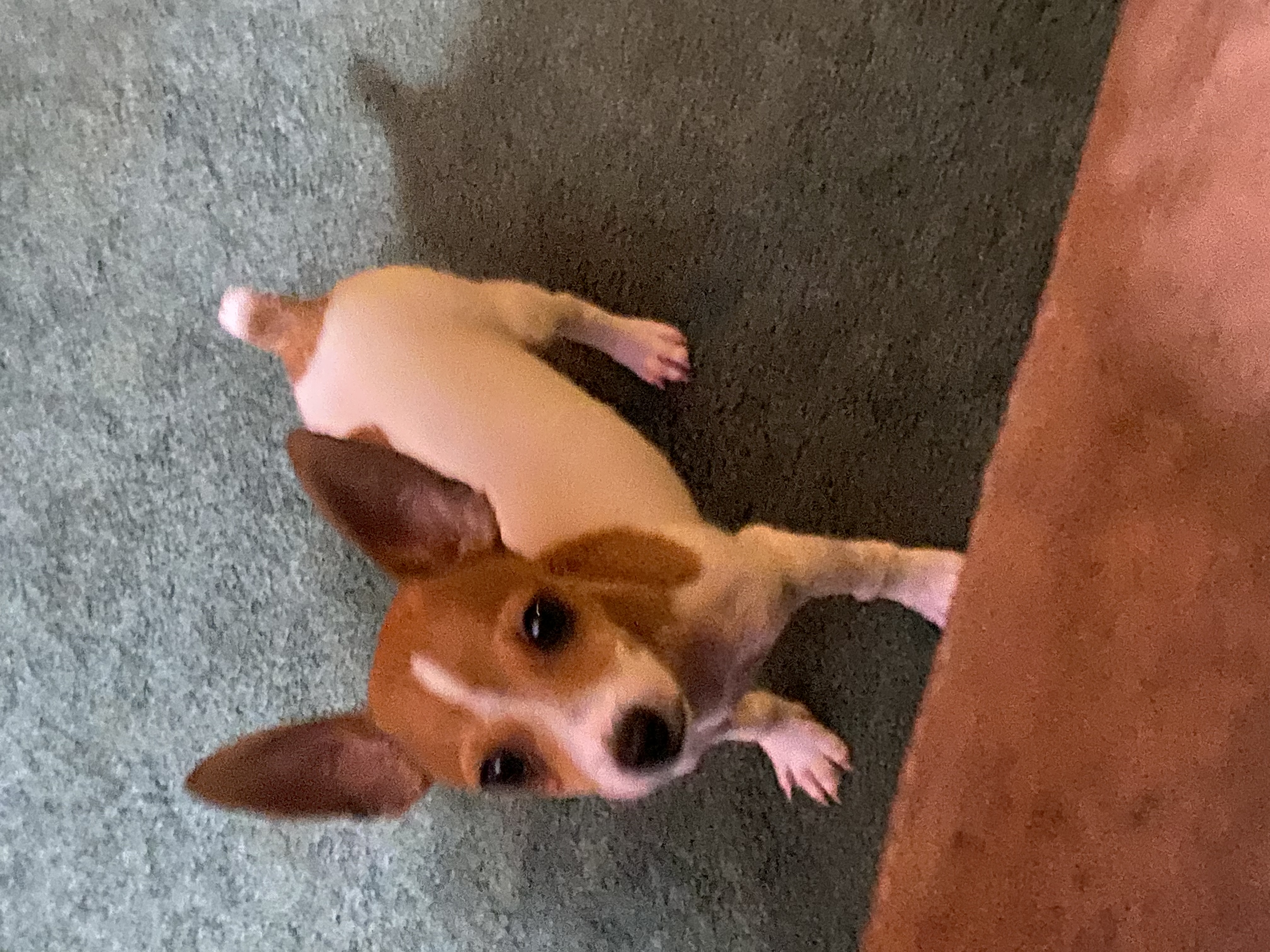 Jack Russell