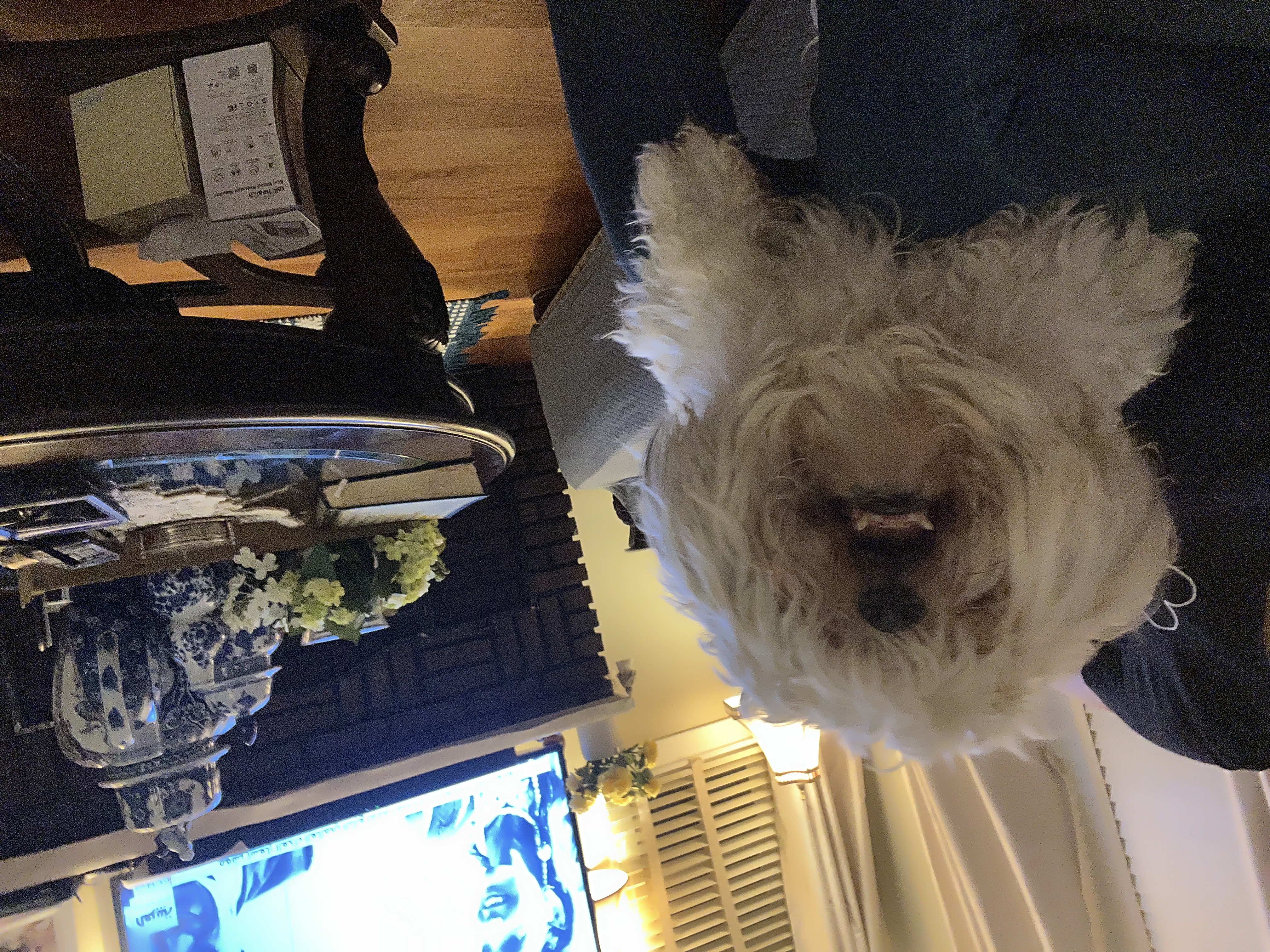 dog for sale